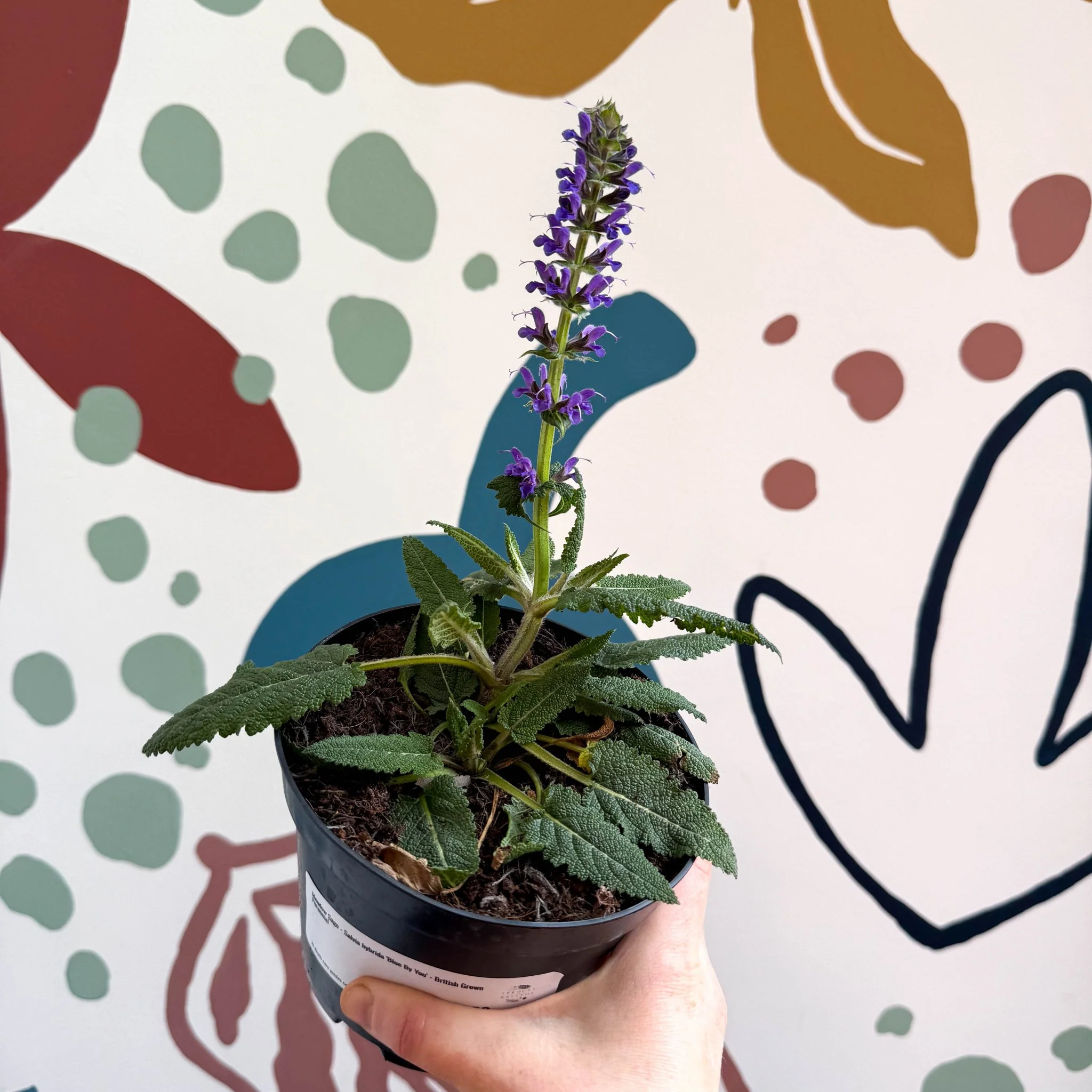 Meadow Sage - Salvia hybrida 'Blue By You' - British Grown Perennial - Image 5