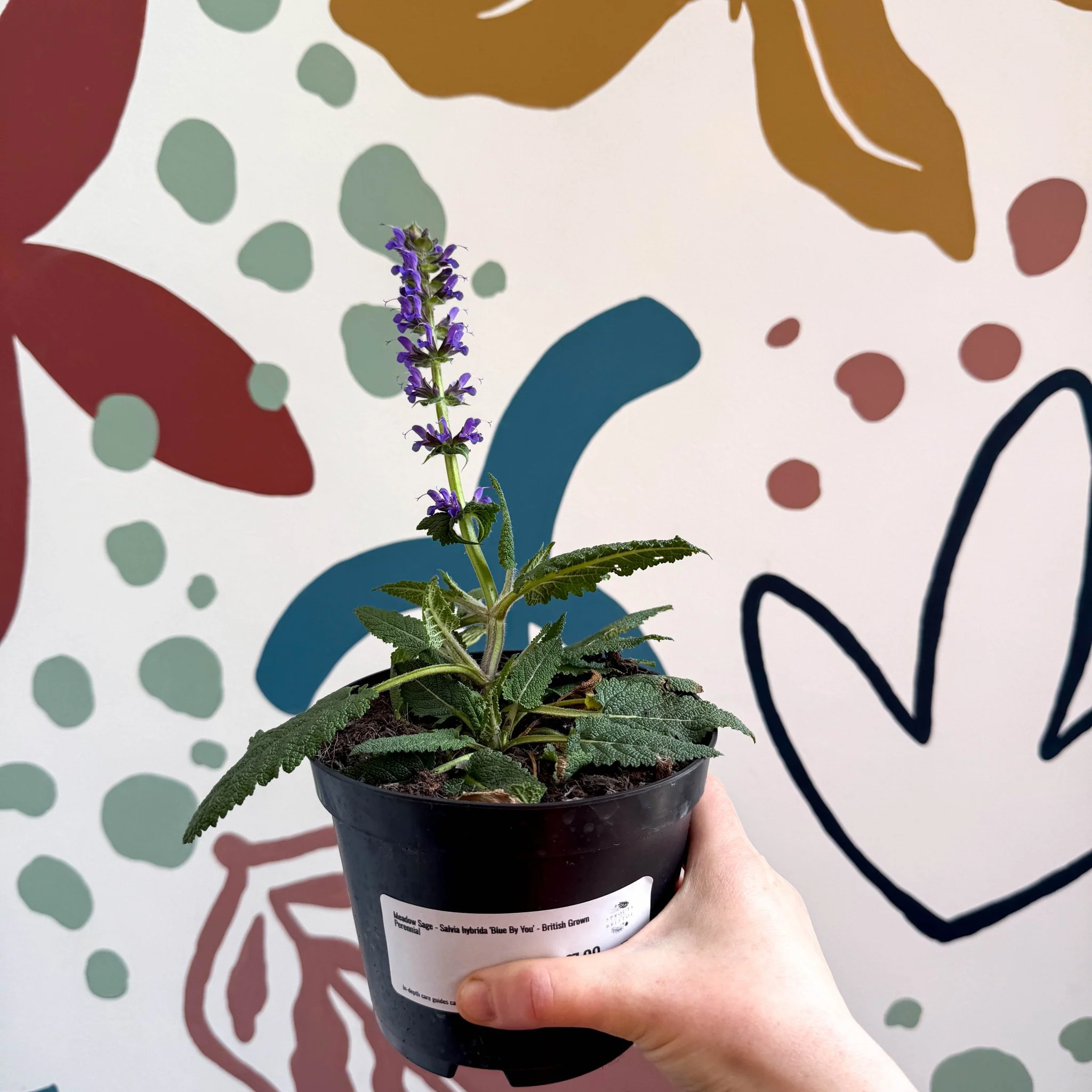 Meadow Sage - Salvia hybrida 'Blue By You' - British Grown Perennial - Image 6