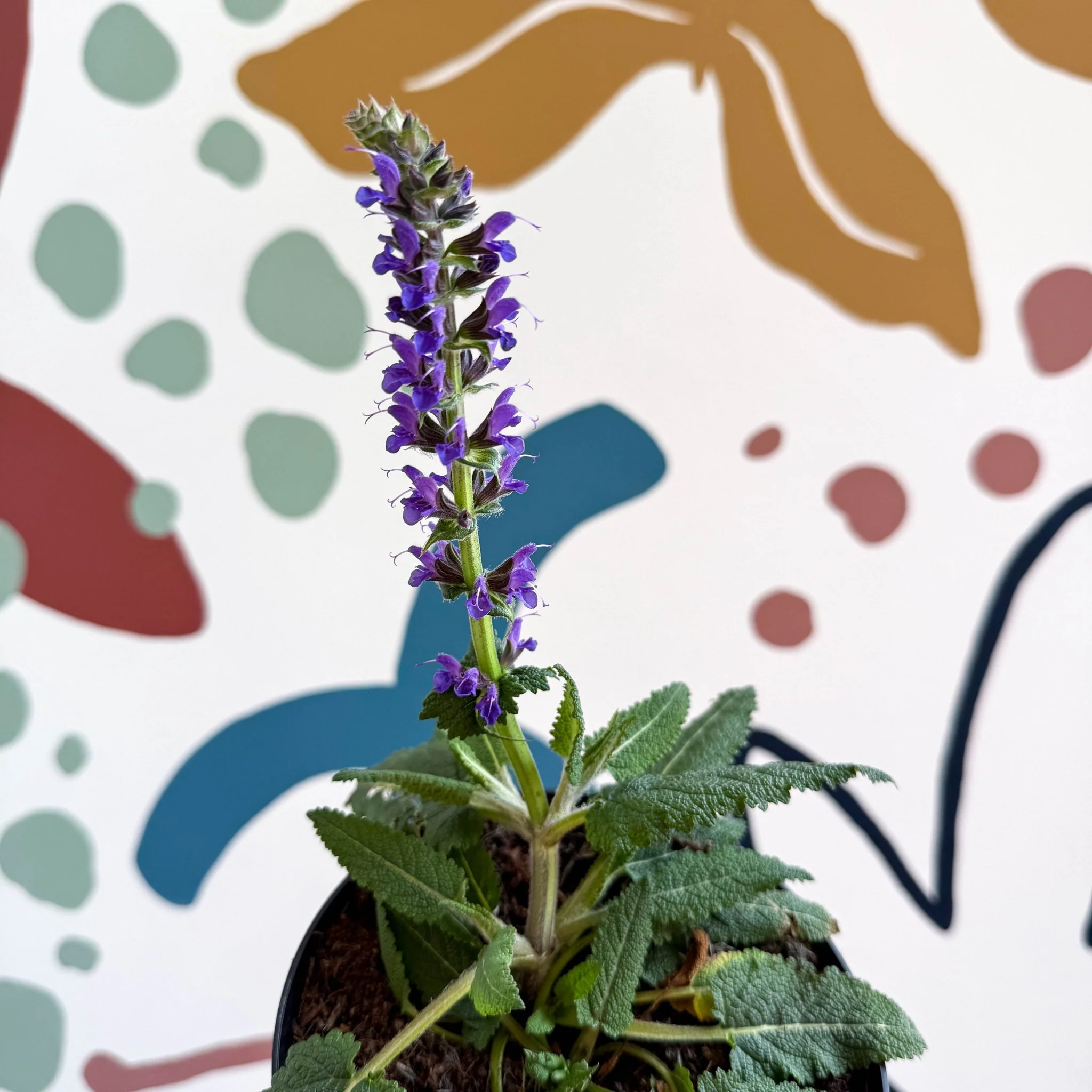 Meadow Sage - Salvia hybrida 'Blue By You' - British Grown Perennial - Image 7