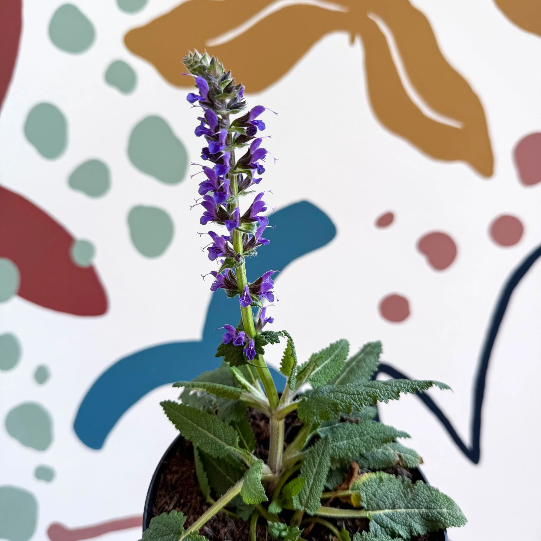 Meadow Sage - Salvia hybrida 'Blue By You' - British Grown Perennial - Image 8