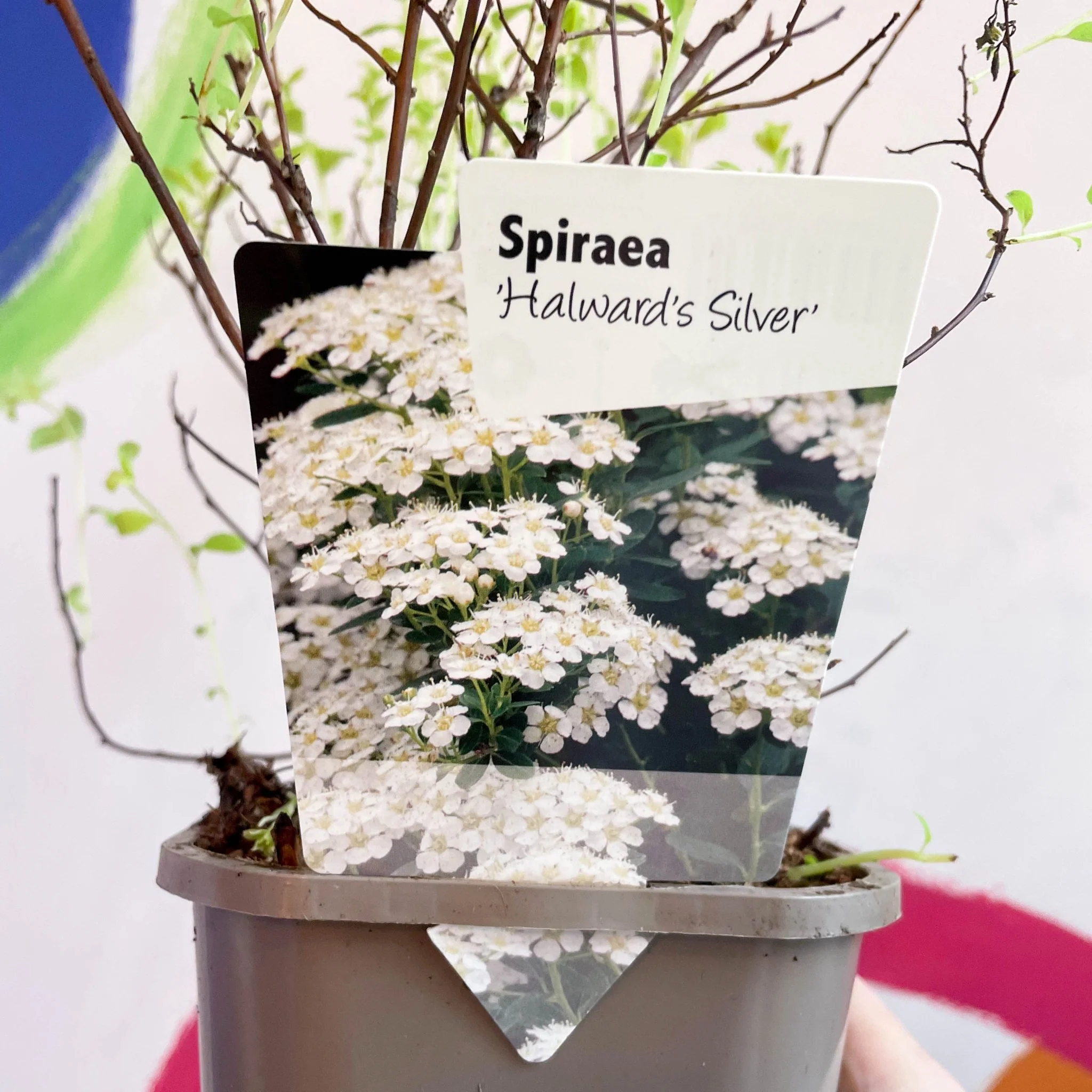 Meadowsweets - Spiraea nipponica 'Halward's Silver' - Deciduous Shrub