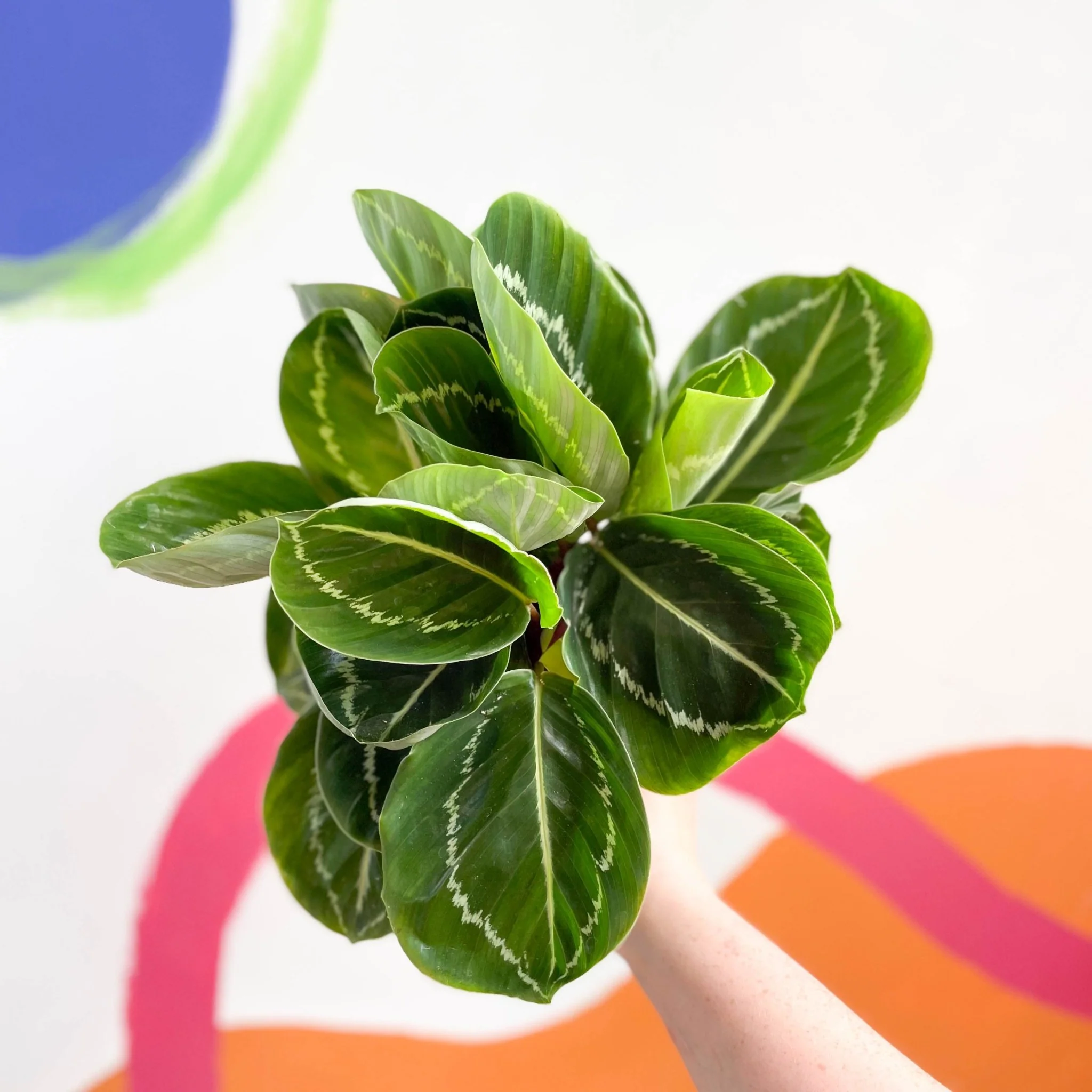 Calathea roseopicta 'Apple Bee'