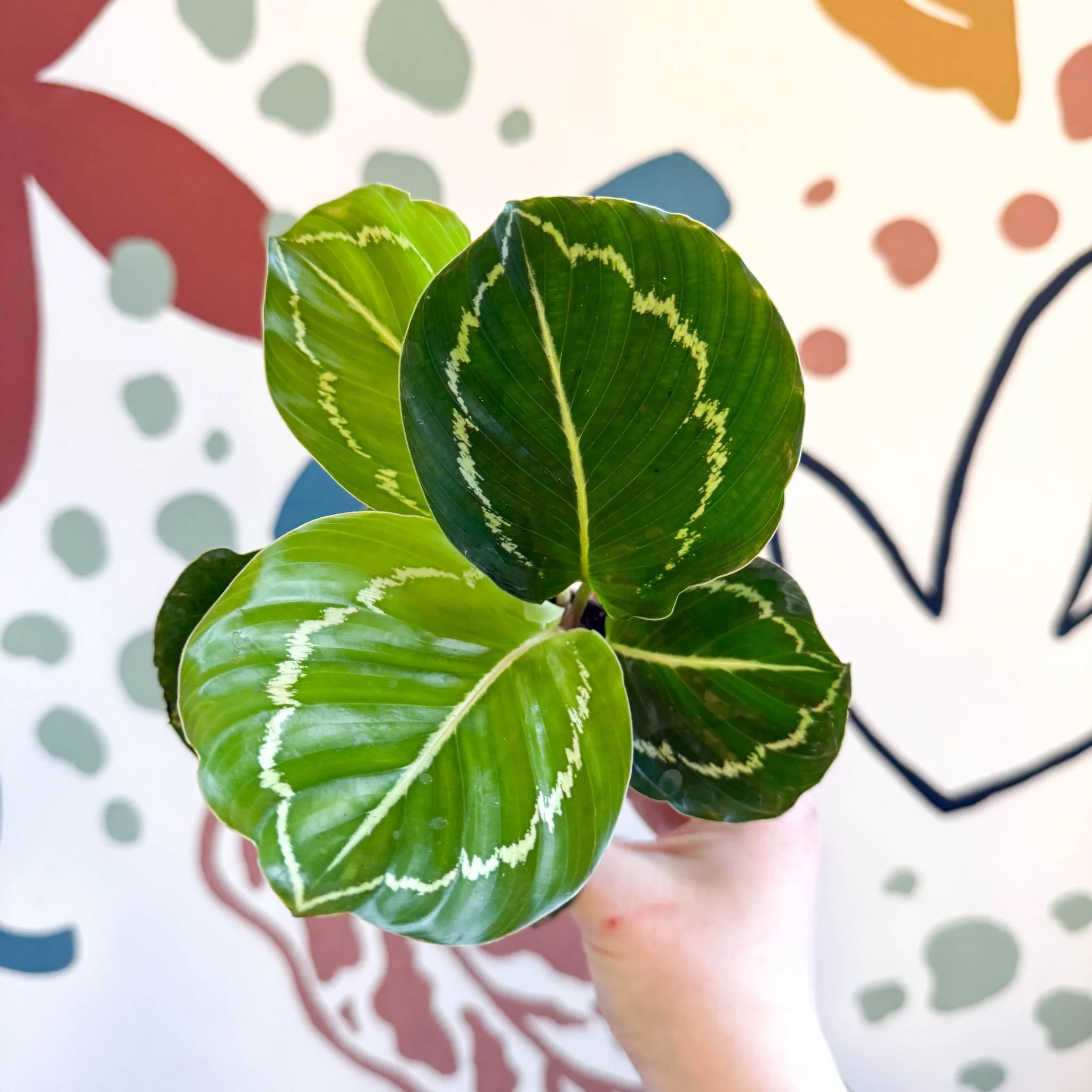 Calathea roseopicta 'Apple Bee' - Image 10