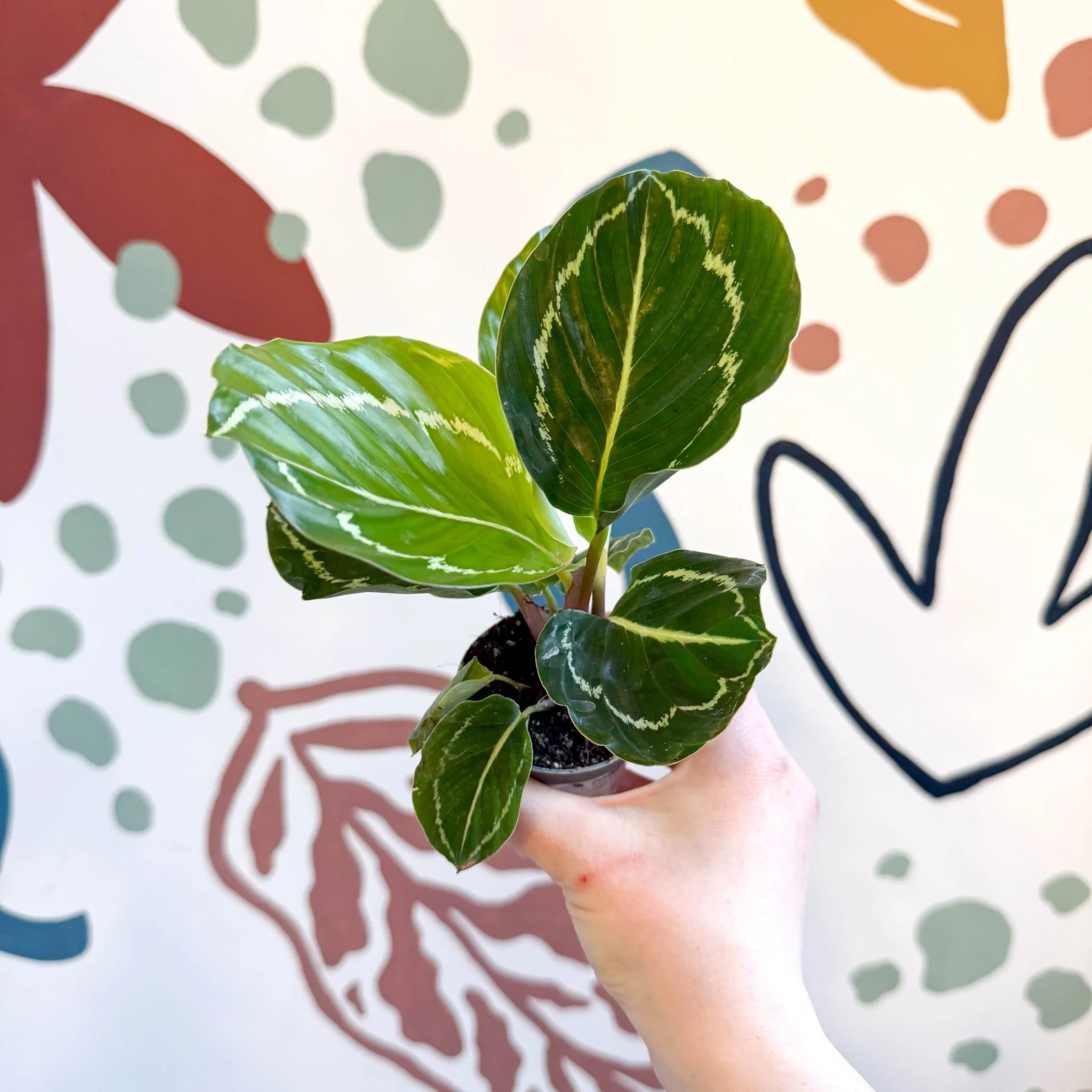 Calathea roseopicta 'Apple Bee' - Image 11