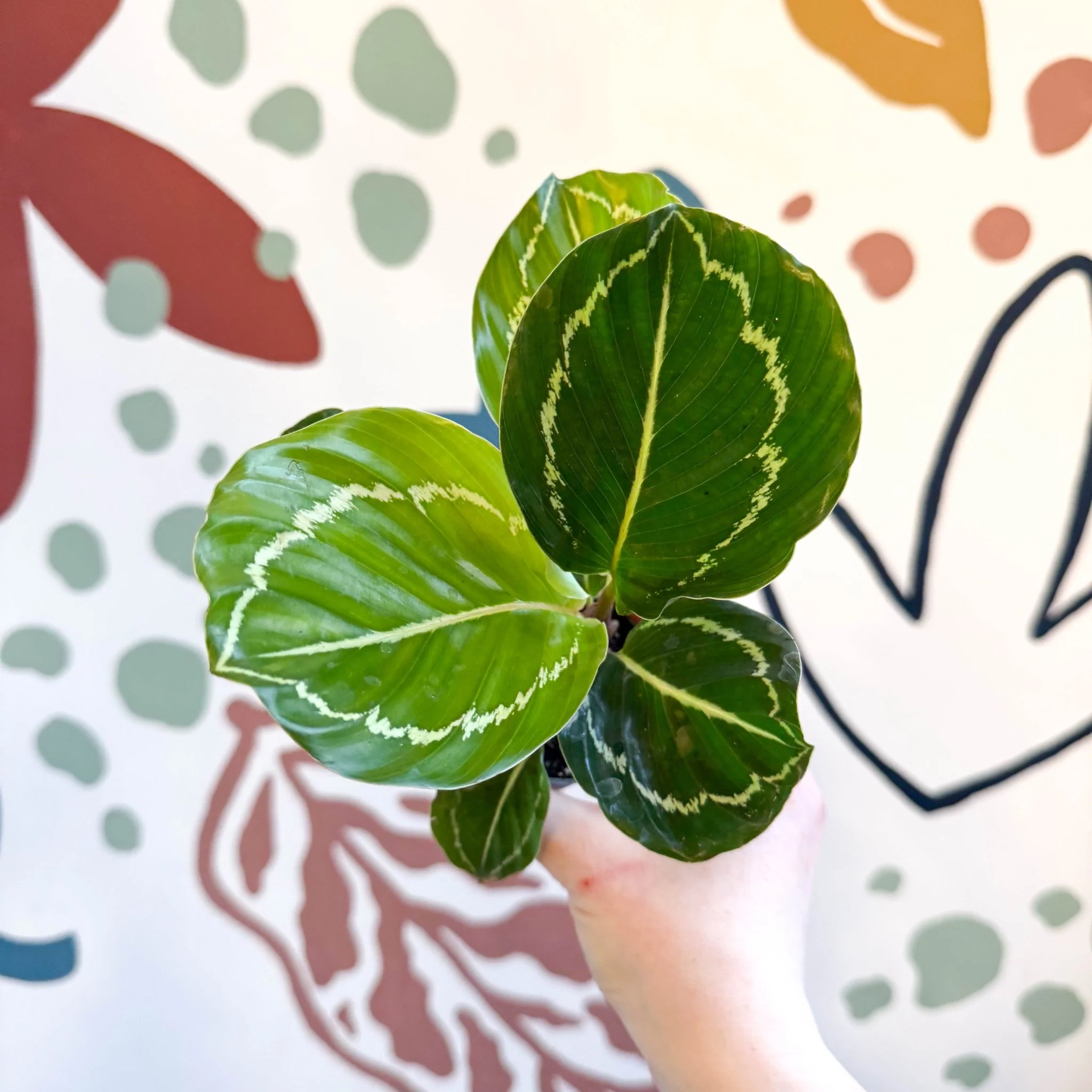 Calathea roseopicta 'Apple Bee' - Image 12