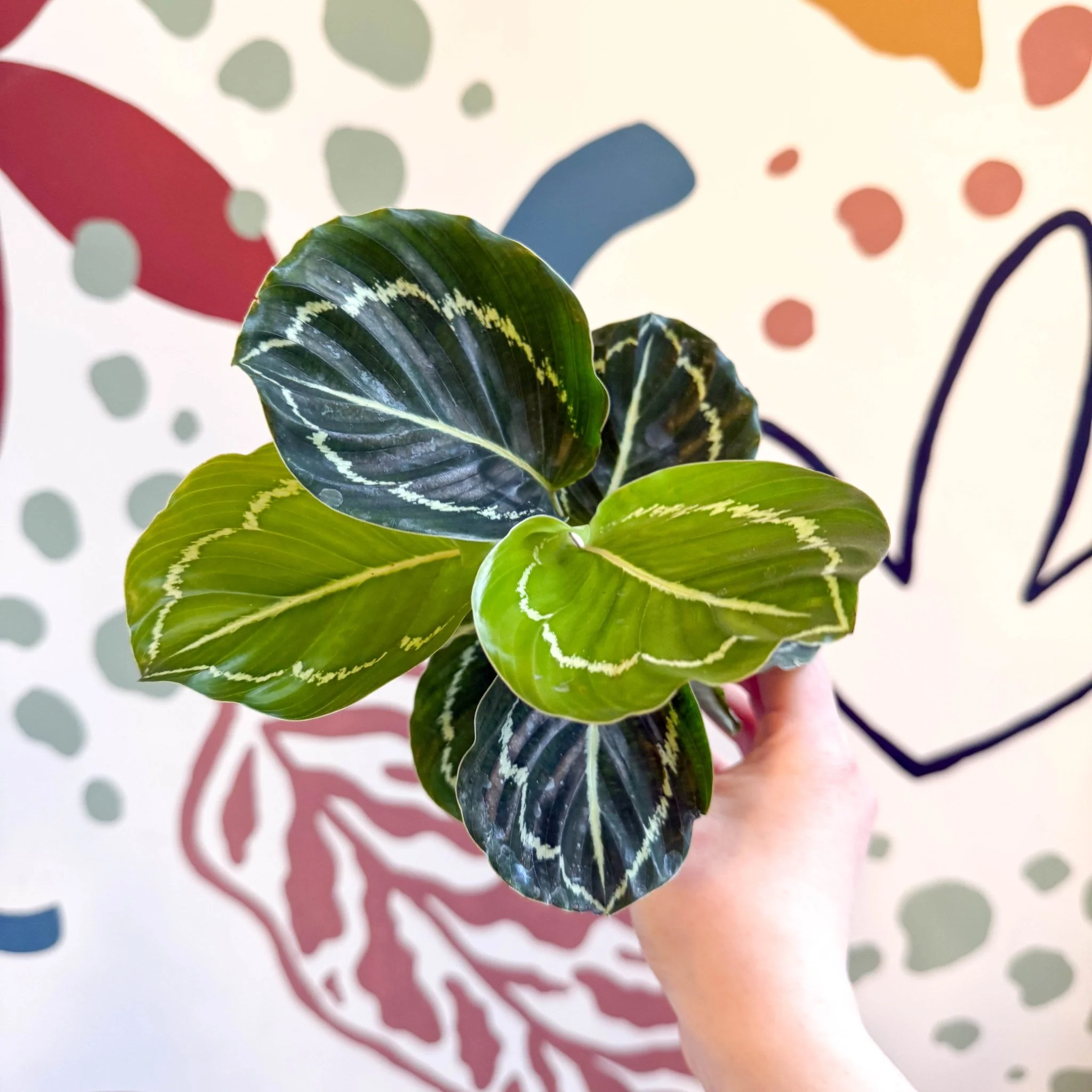 Calathea roseopicta 'Apple Bee' - Image 13