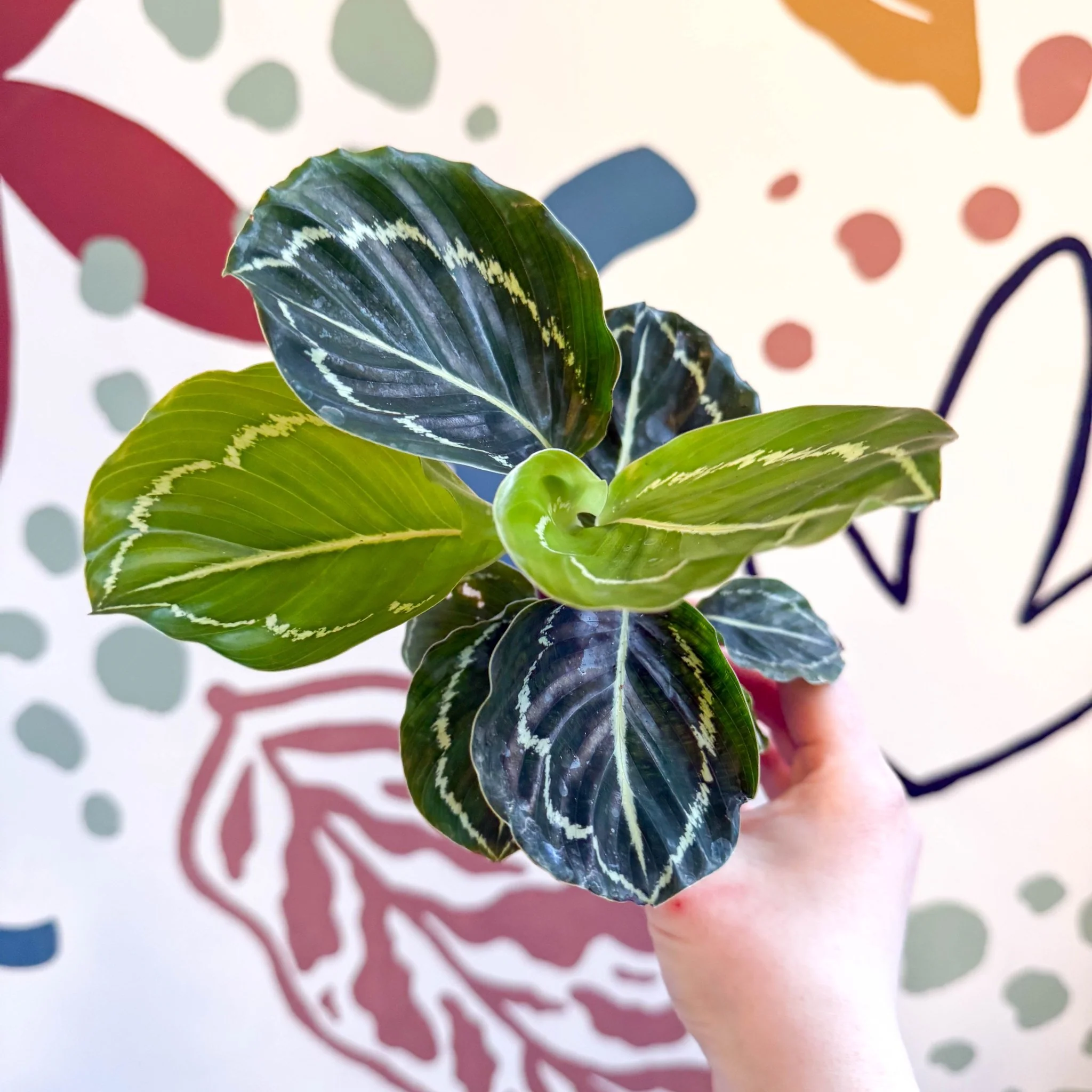 Calathea roseopicta 'Apple Bee' - Image 14