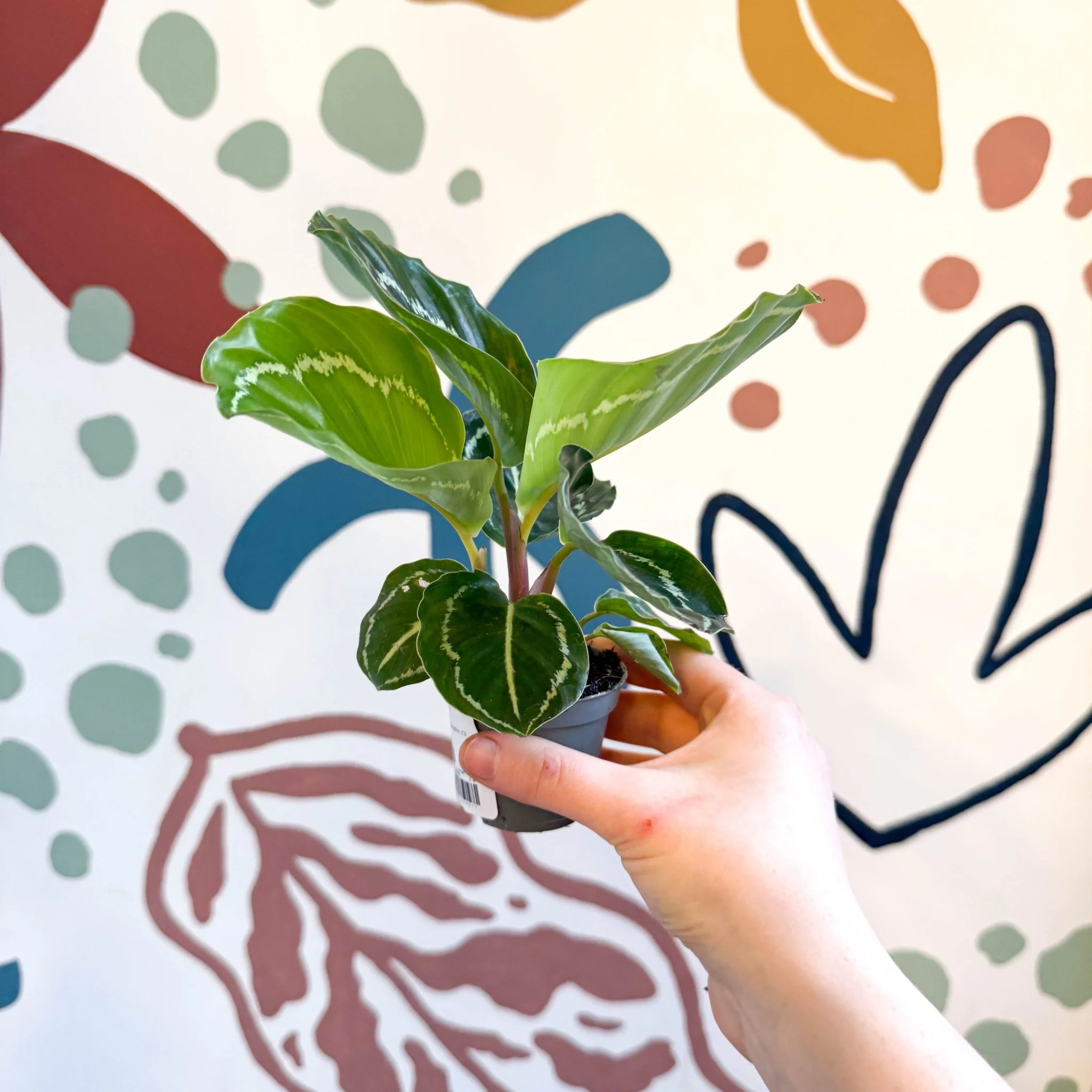 Calathea roseopicta 'Apple Bee' - Image 15