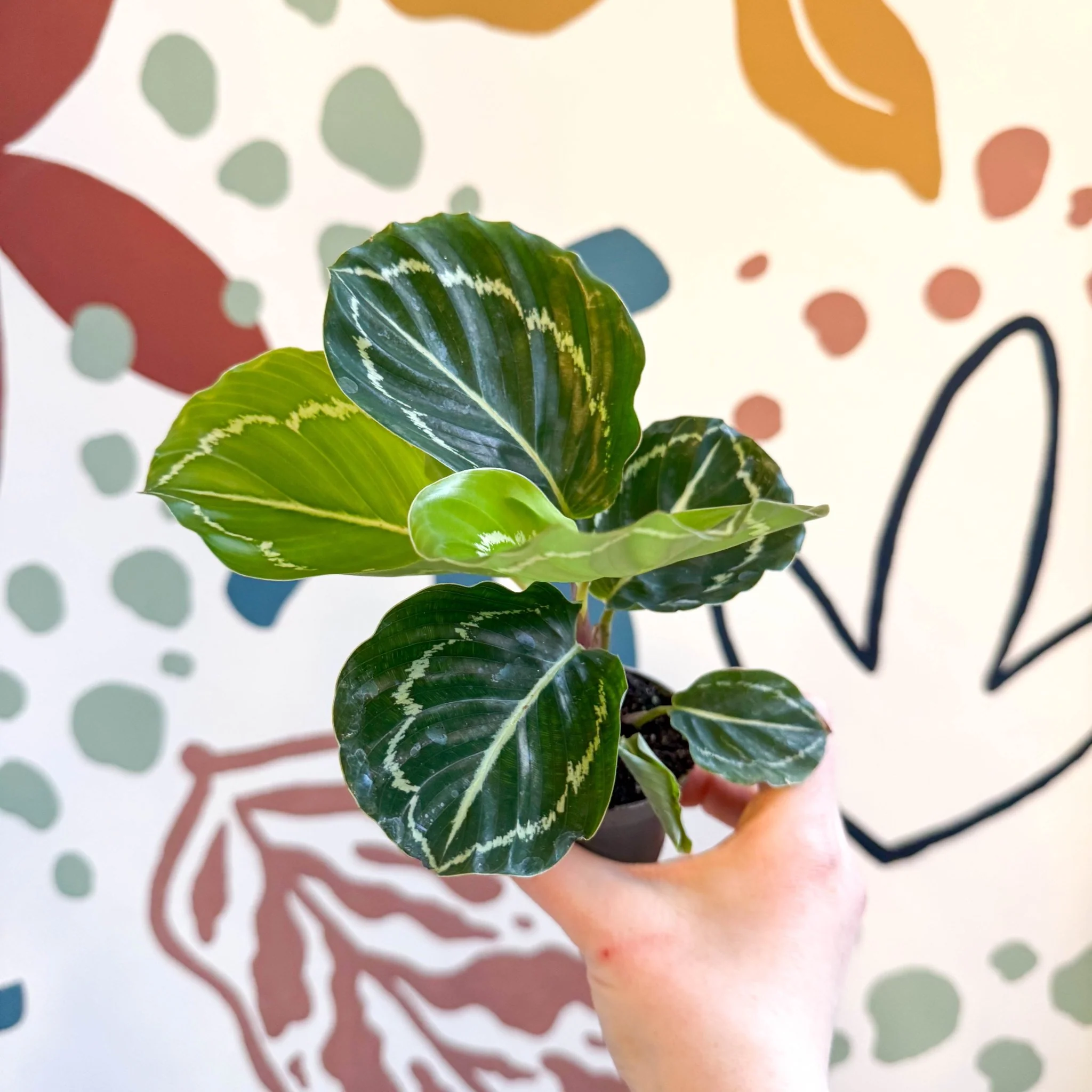 Calathea roseopicta 'Apple Bee' - Image 16