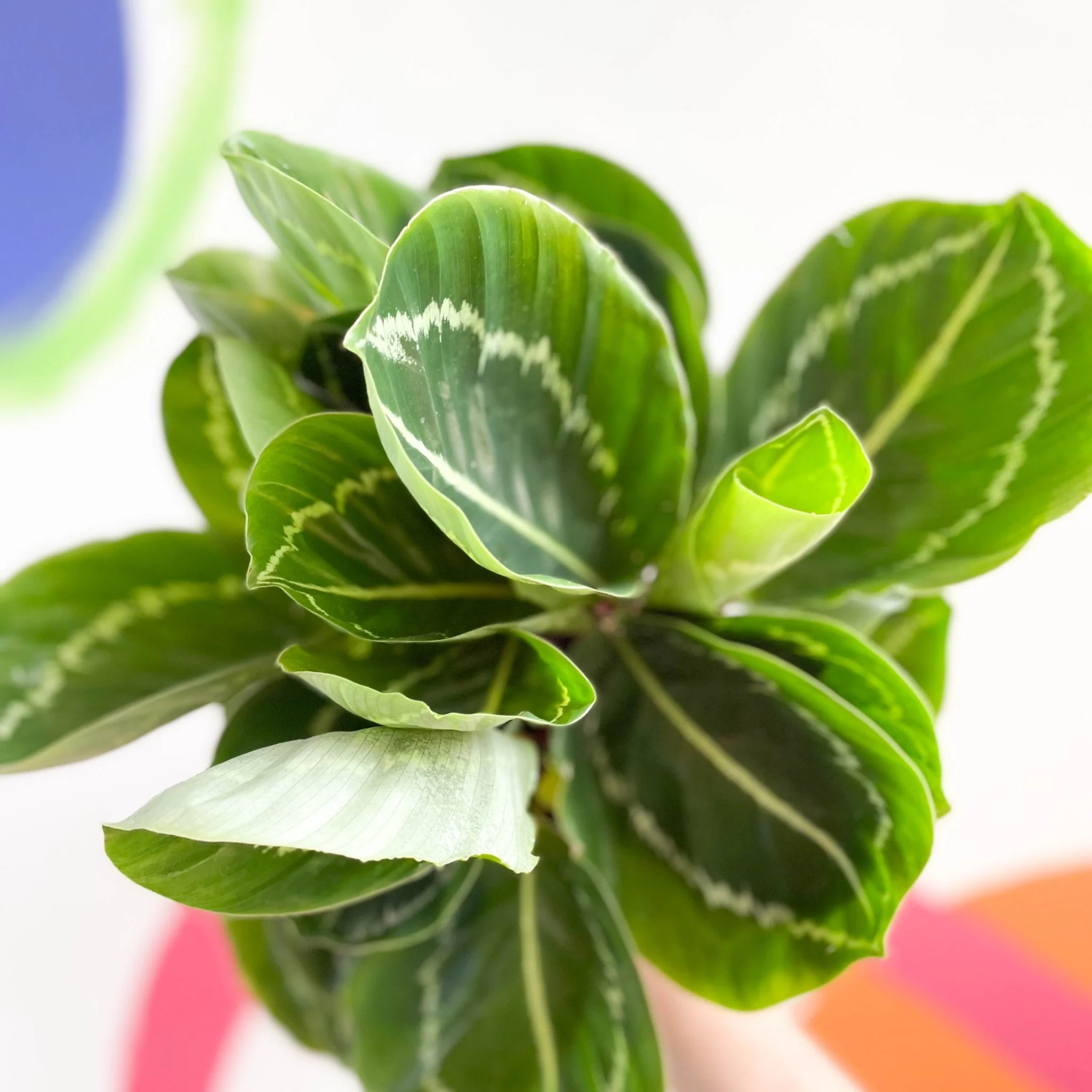 Calathea roseopicta 'Apple Bee' - Image 2