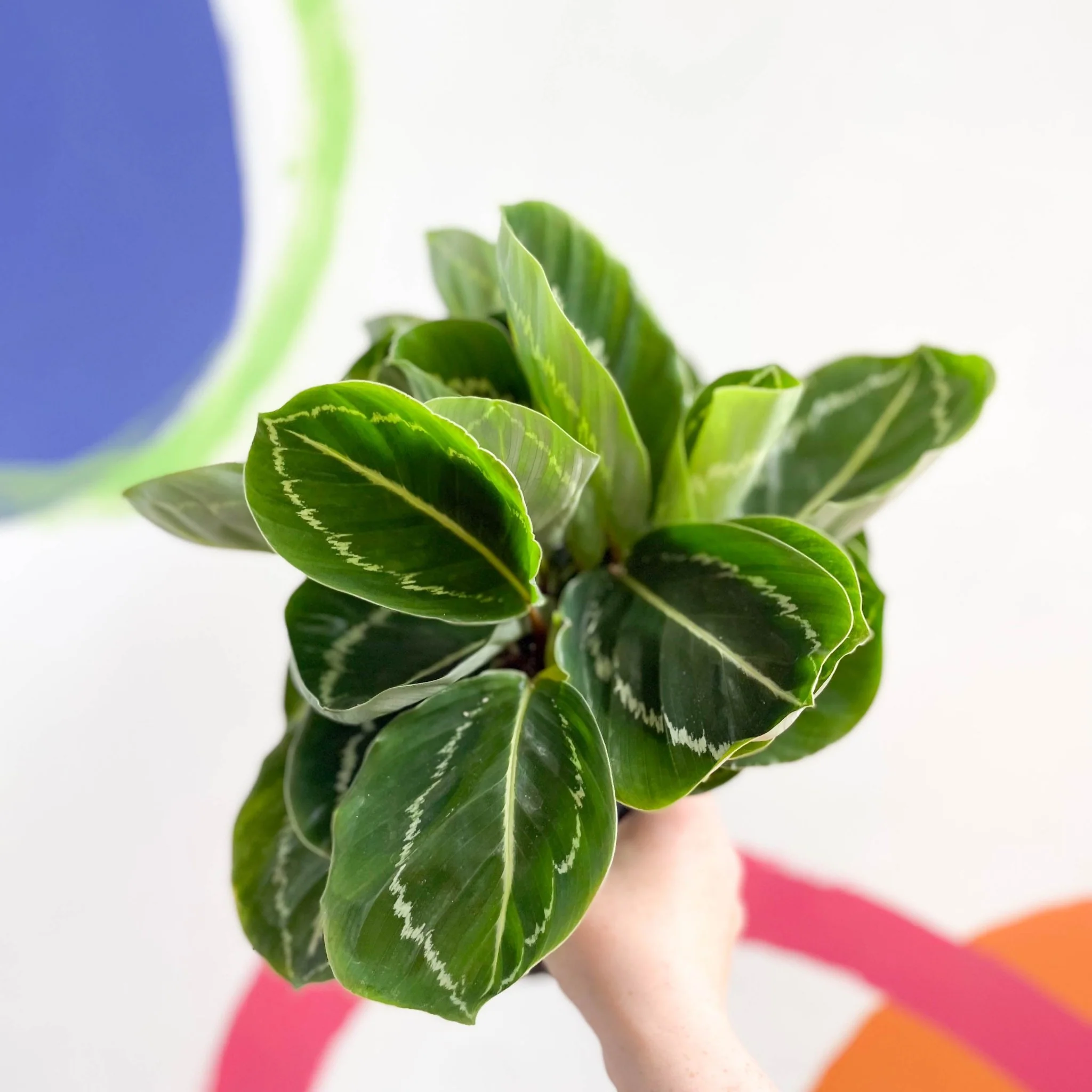 Calathea roseopicta 'Apple Bee' - Image 3
