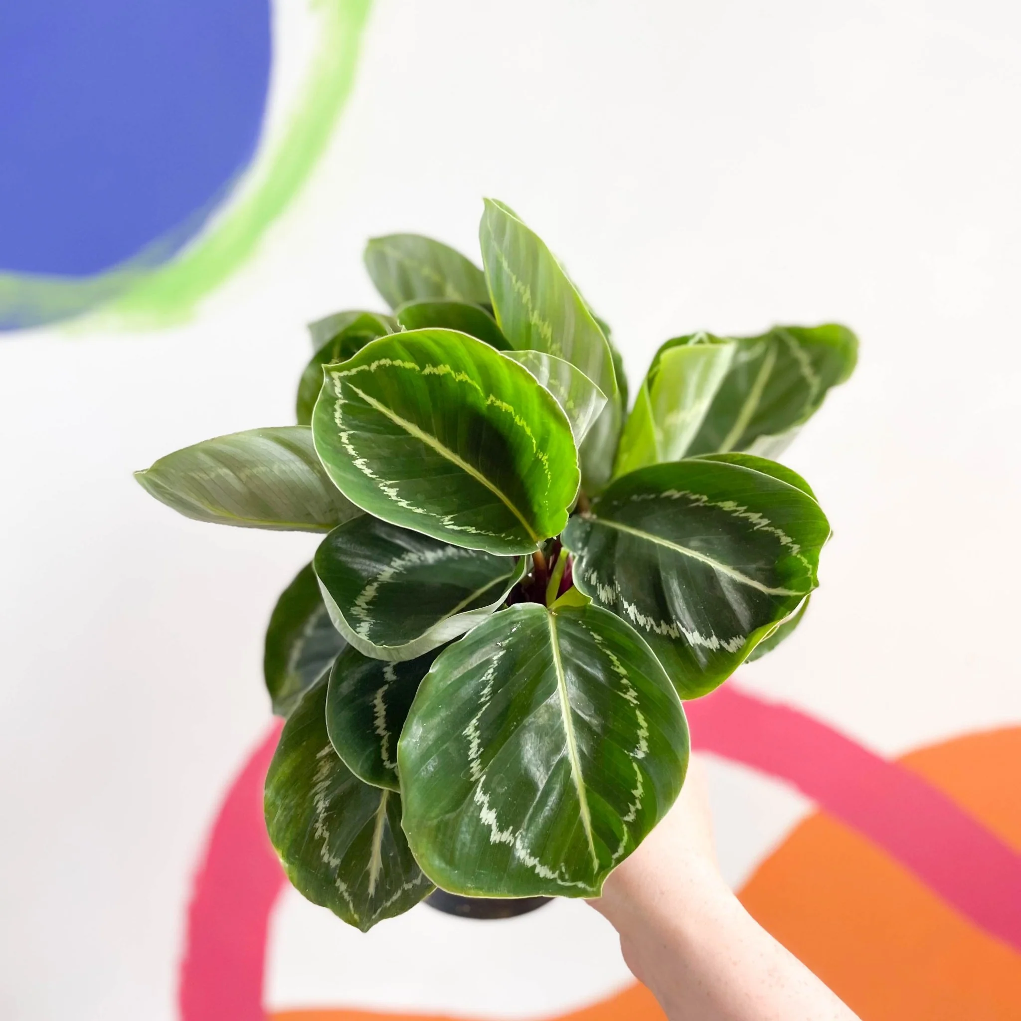 Calathea roseopicta 'Apple Bee' - Image 4