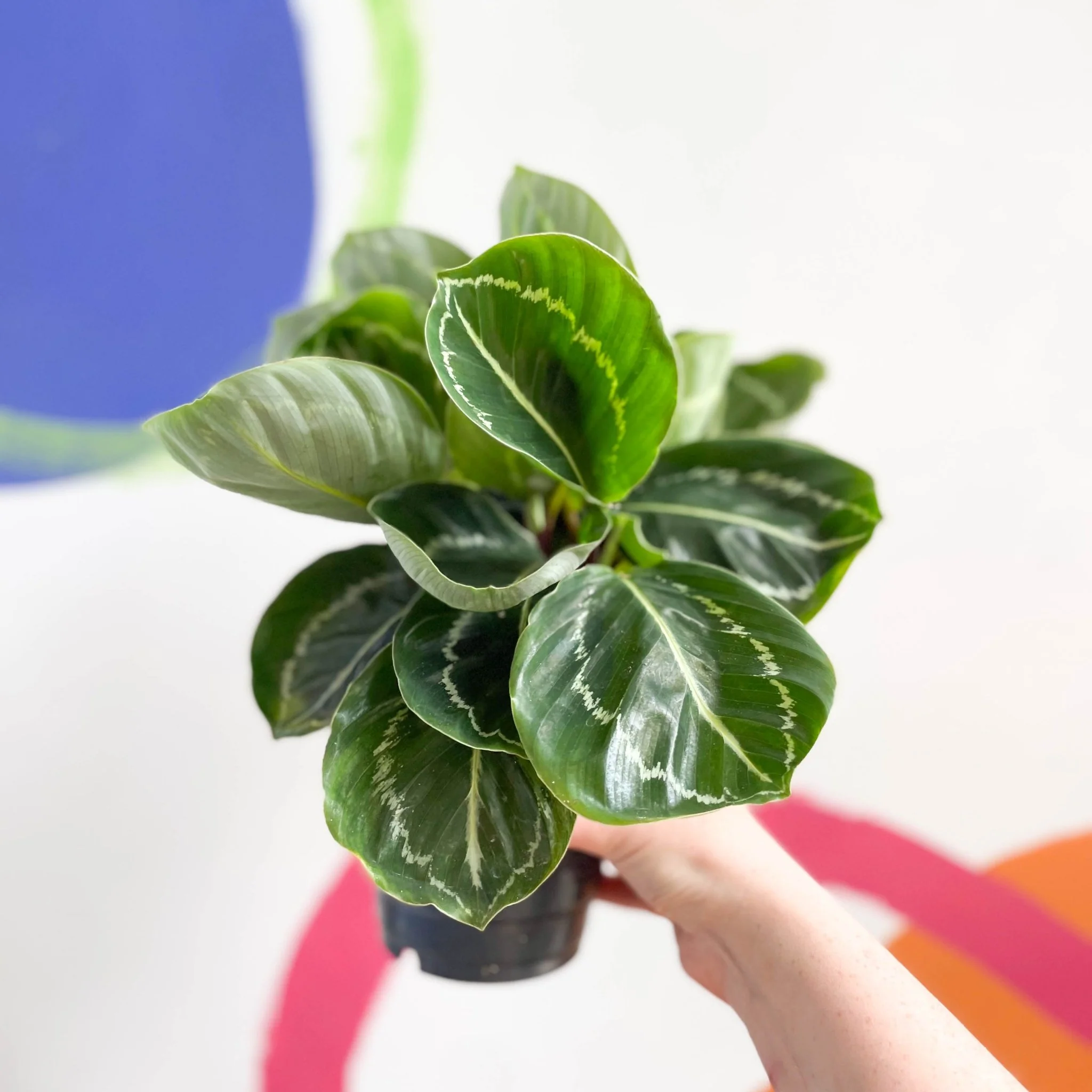 Calathea roseopicta 'Apple Bee' - Image 5
