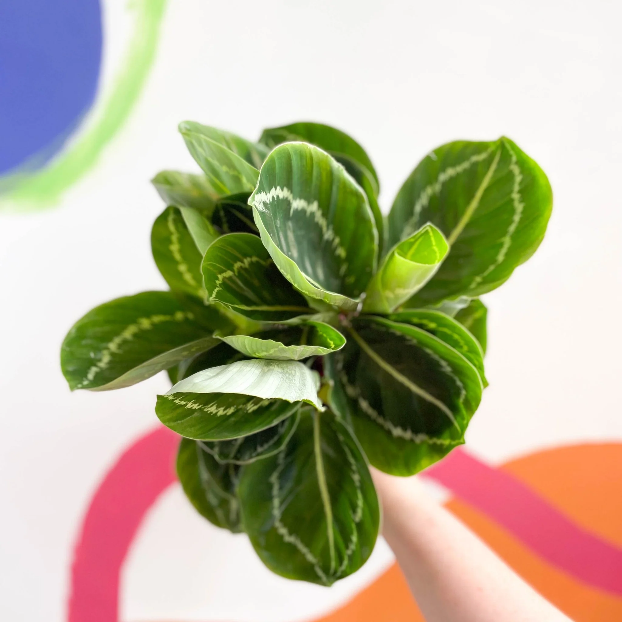 Calathea roseopicta 'Apple Bee' - Image 6
