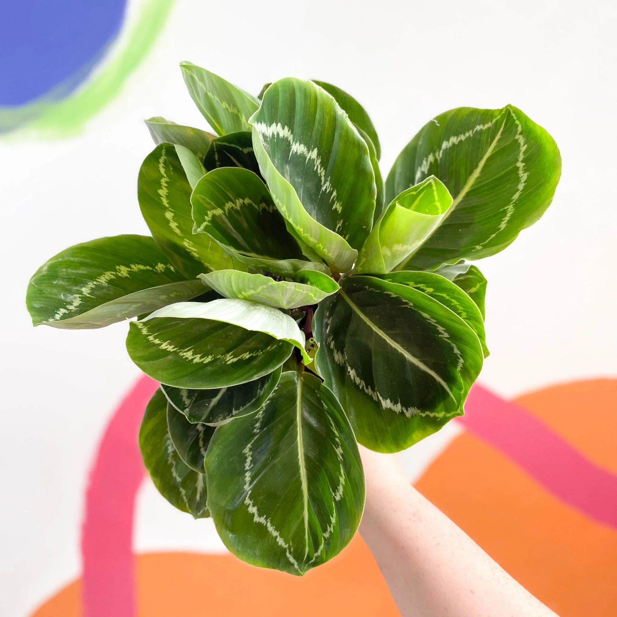Calathea roseopicta 'Apple Bee' - Image 7