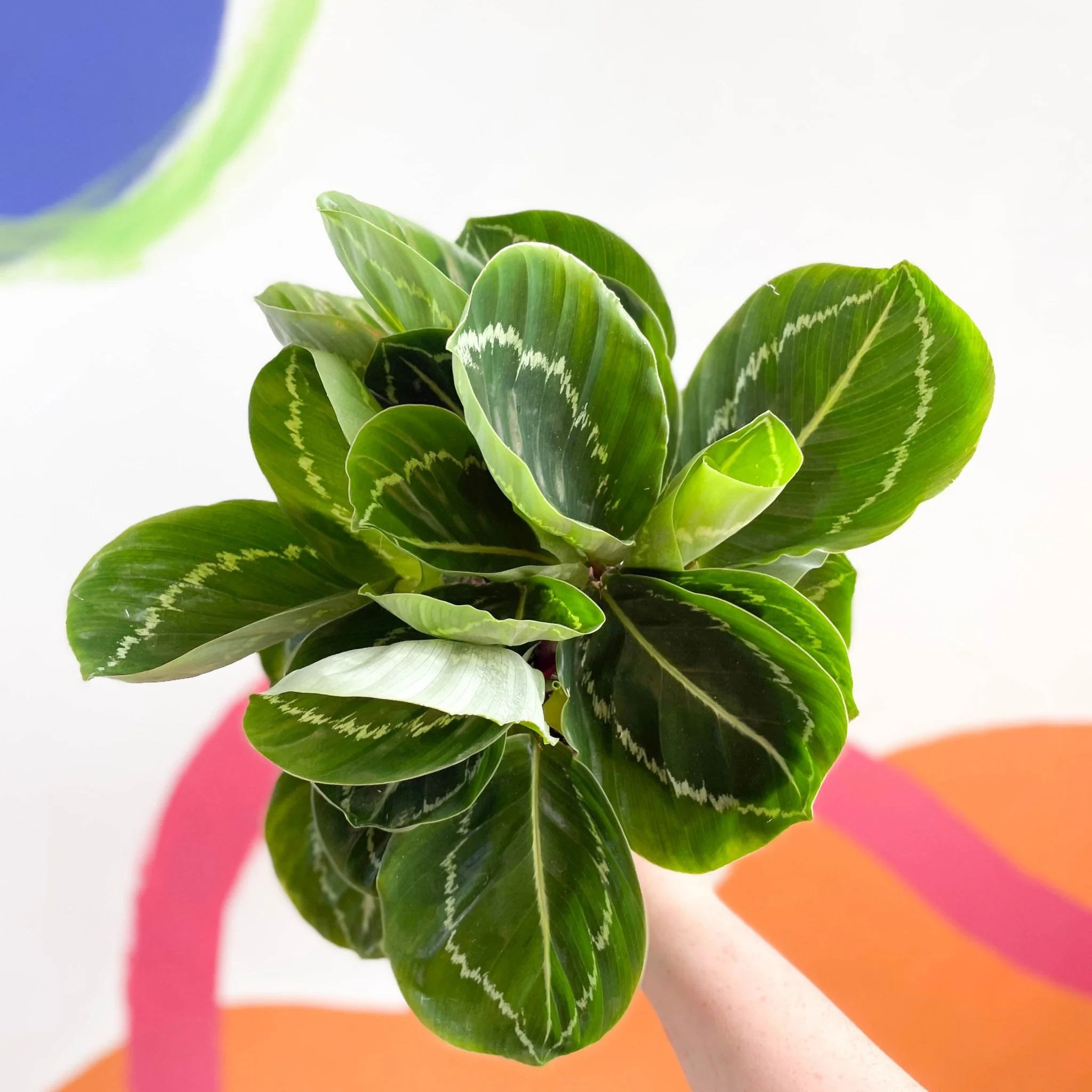 Calathea roseopicta 'Apple Bee' - Image 8
