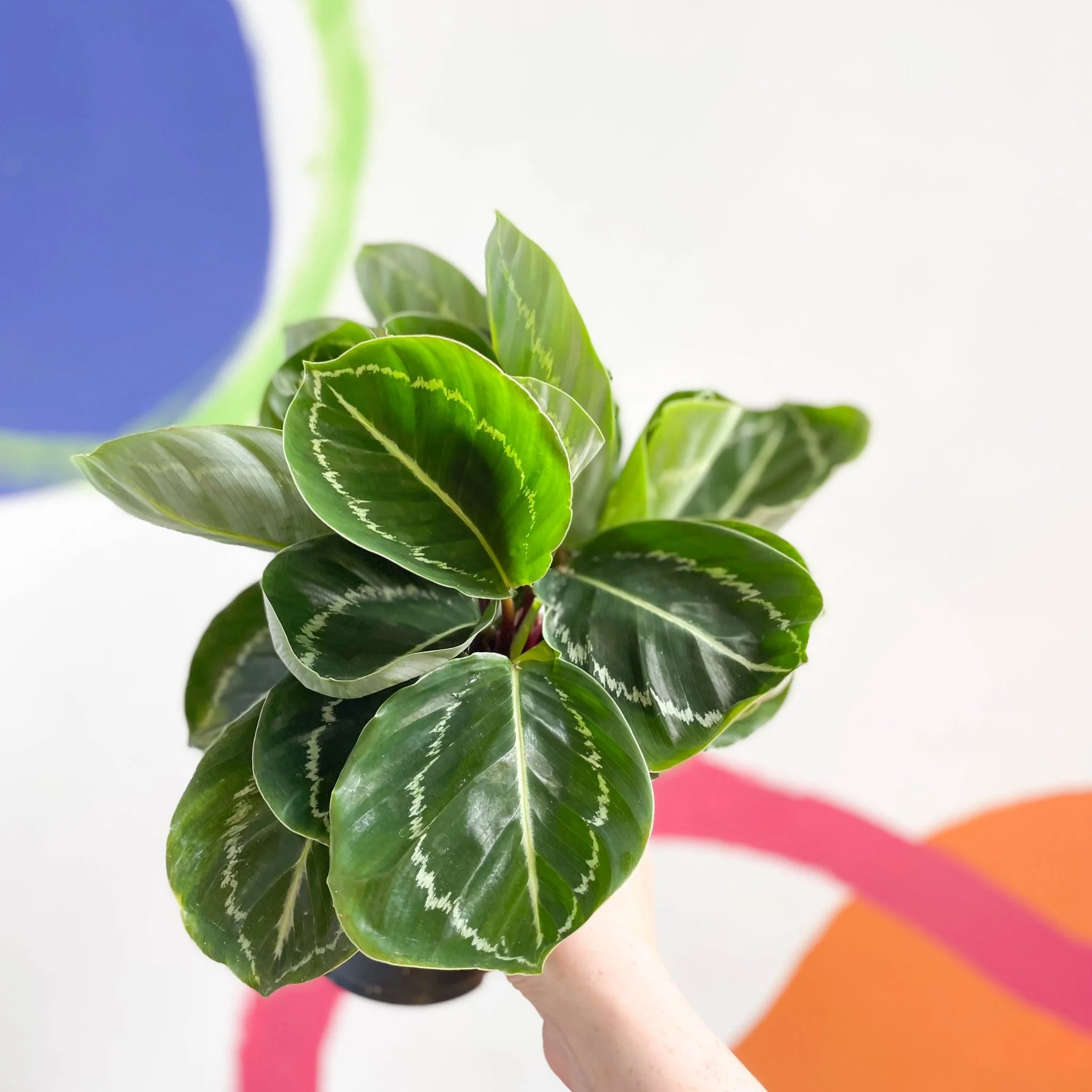 Calathea roseopicta 'Apple Bee' - Image 9