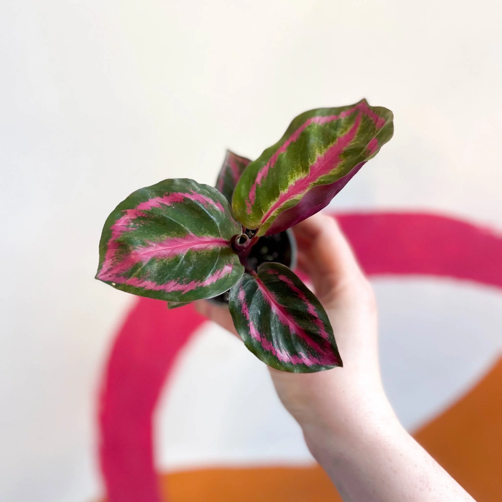 Calathea roseopicta 'Illustris'