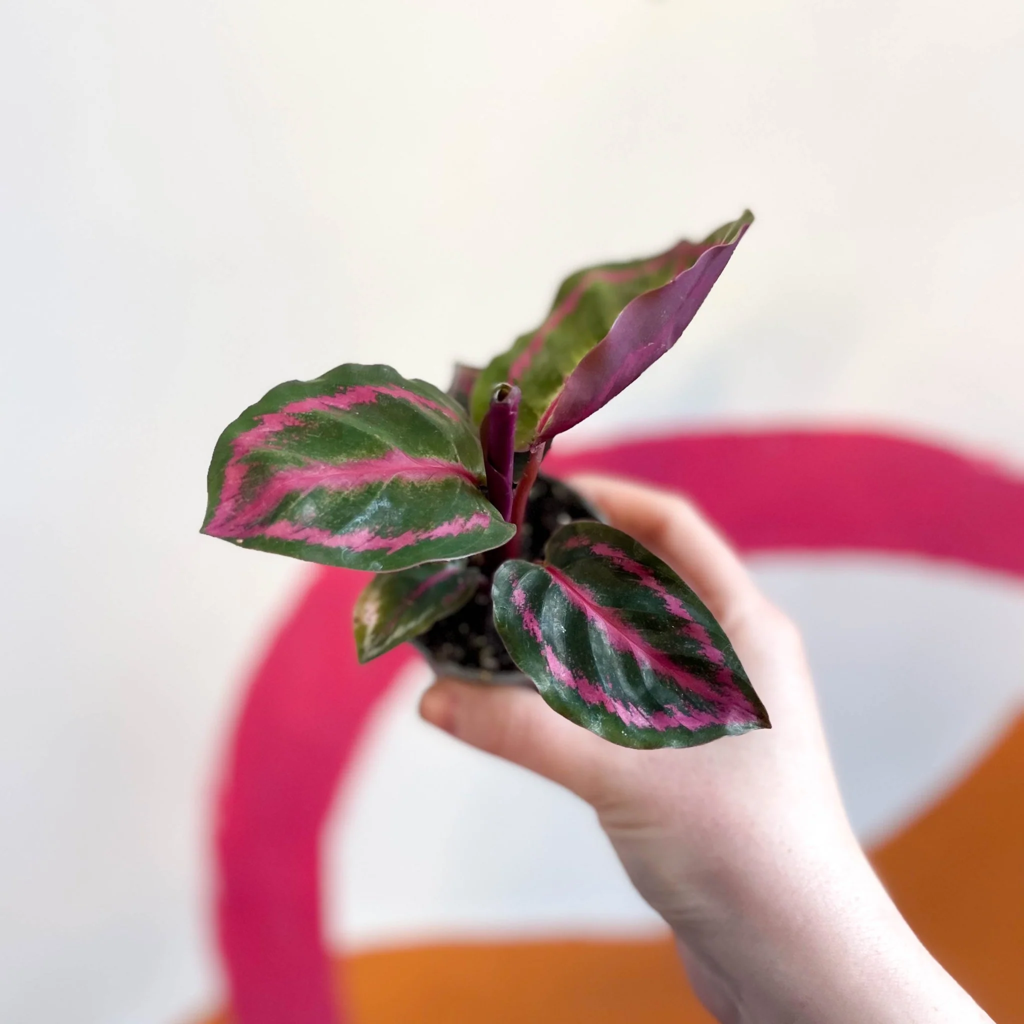 Calathea roseopicta 'Illustris' - Image 2