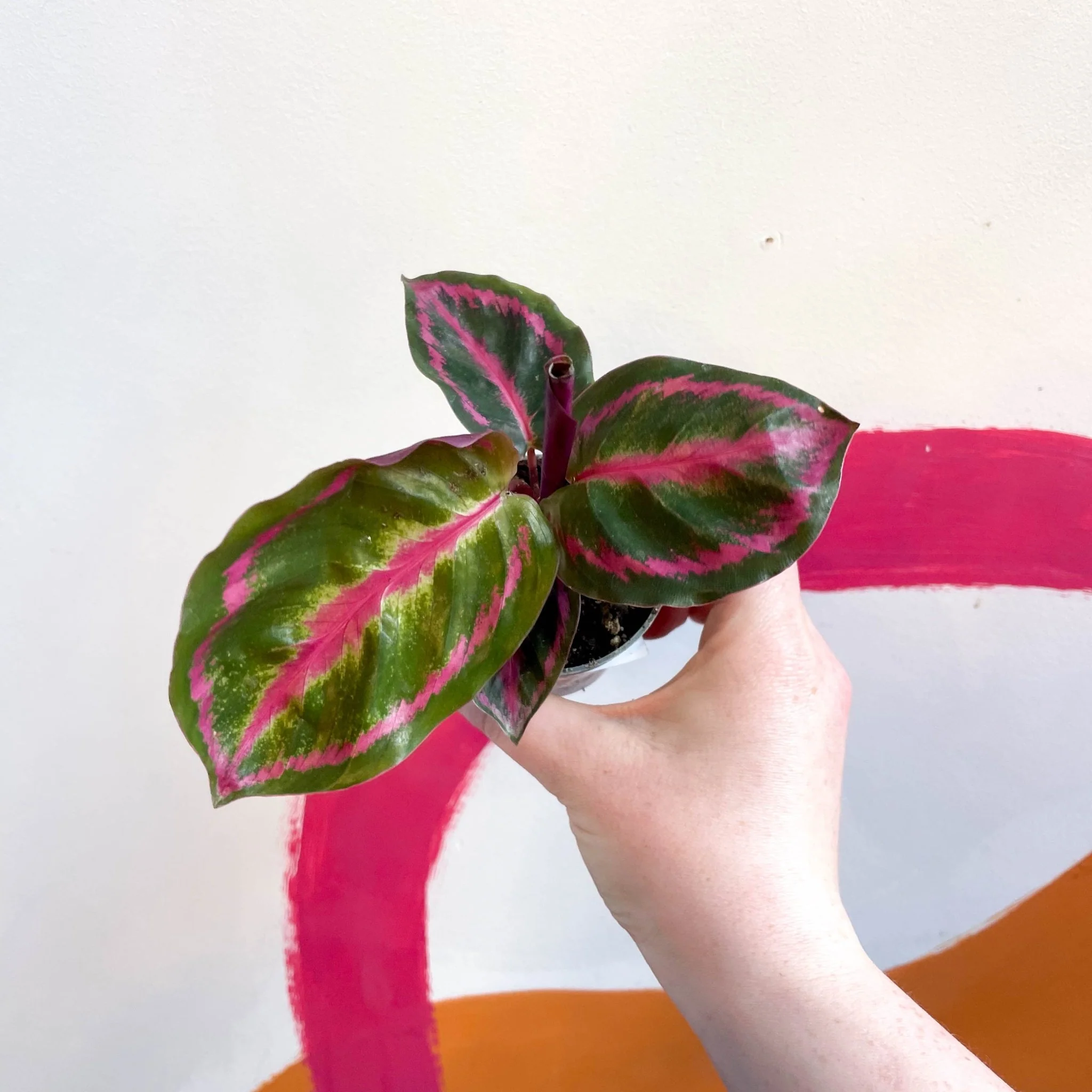 Calathea roseopicta 'Illustris' - Image 3