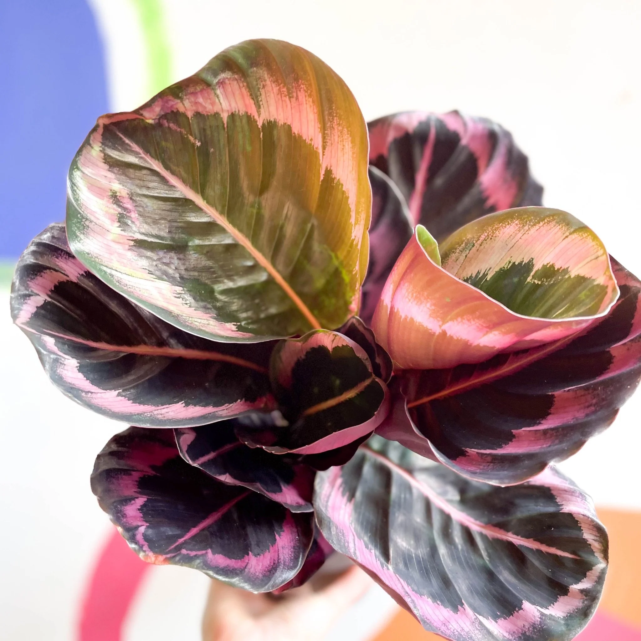 Calathea roseopicta 'Illustris' - Image 4