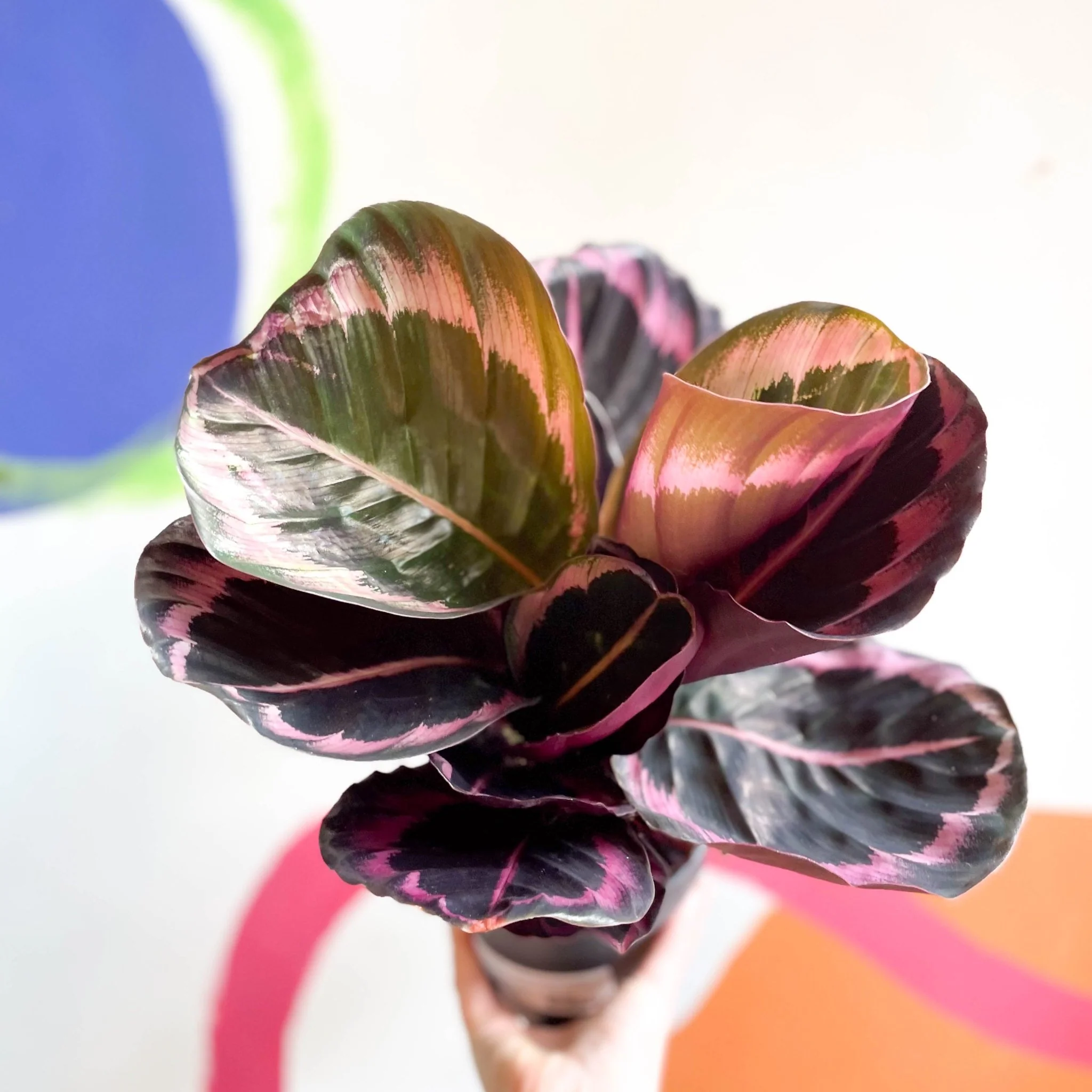 Calathea roseopicta 'Illustris' - Image 5