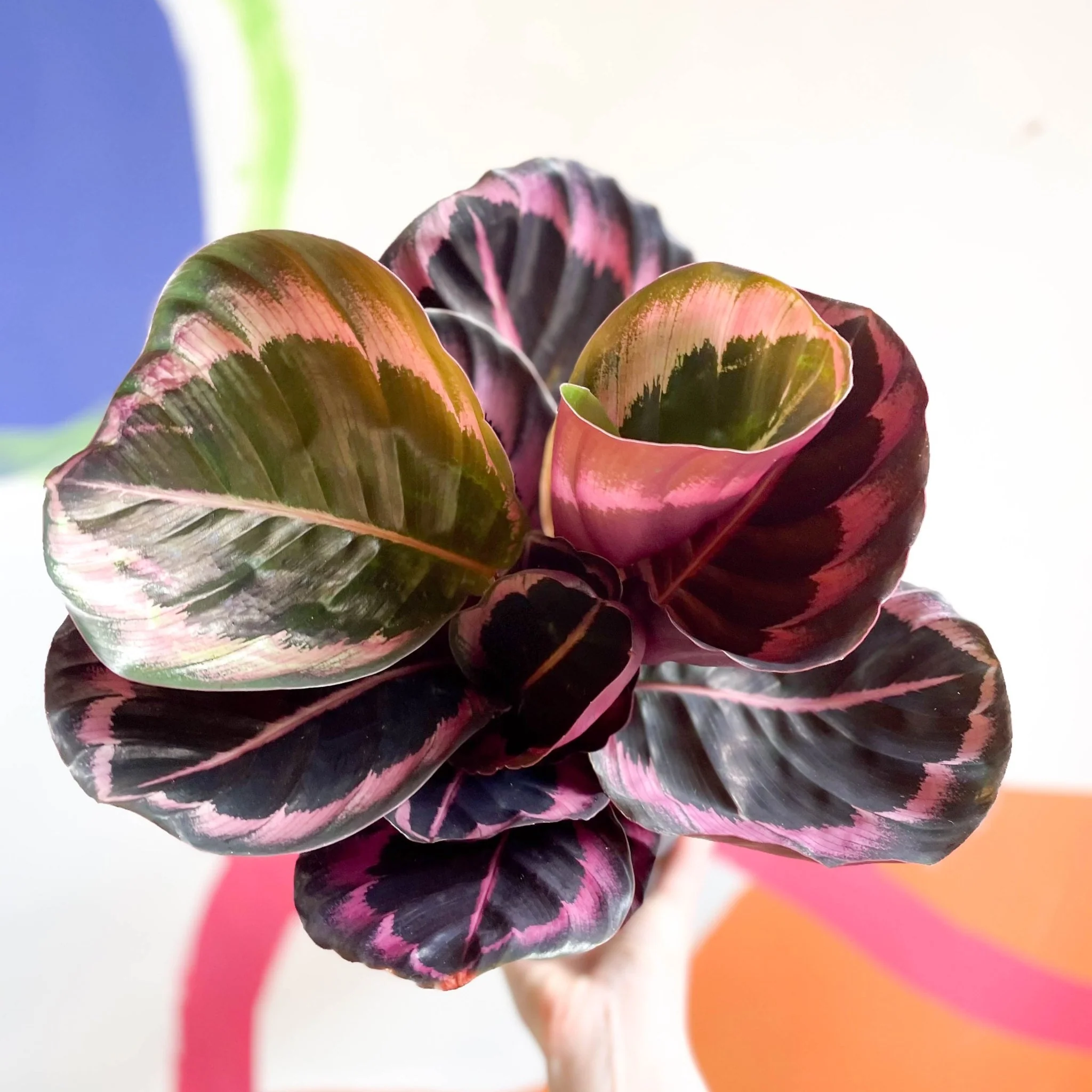 Calathea roseopicta 'Illustris' - Image 6