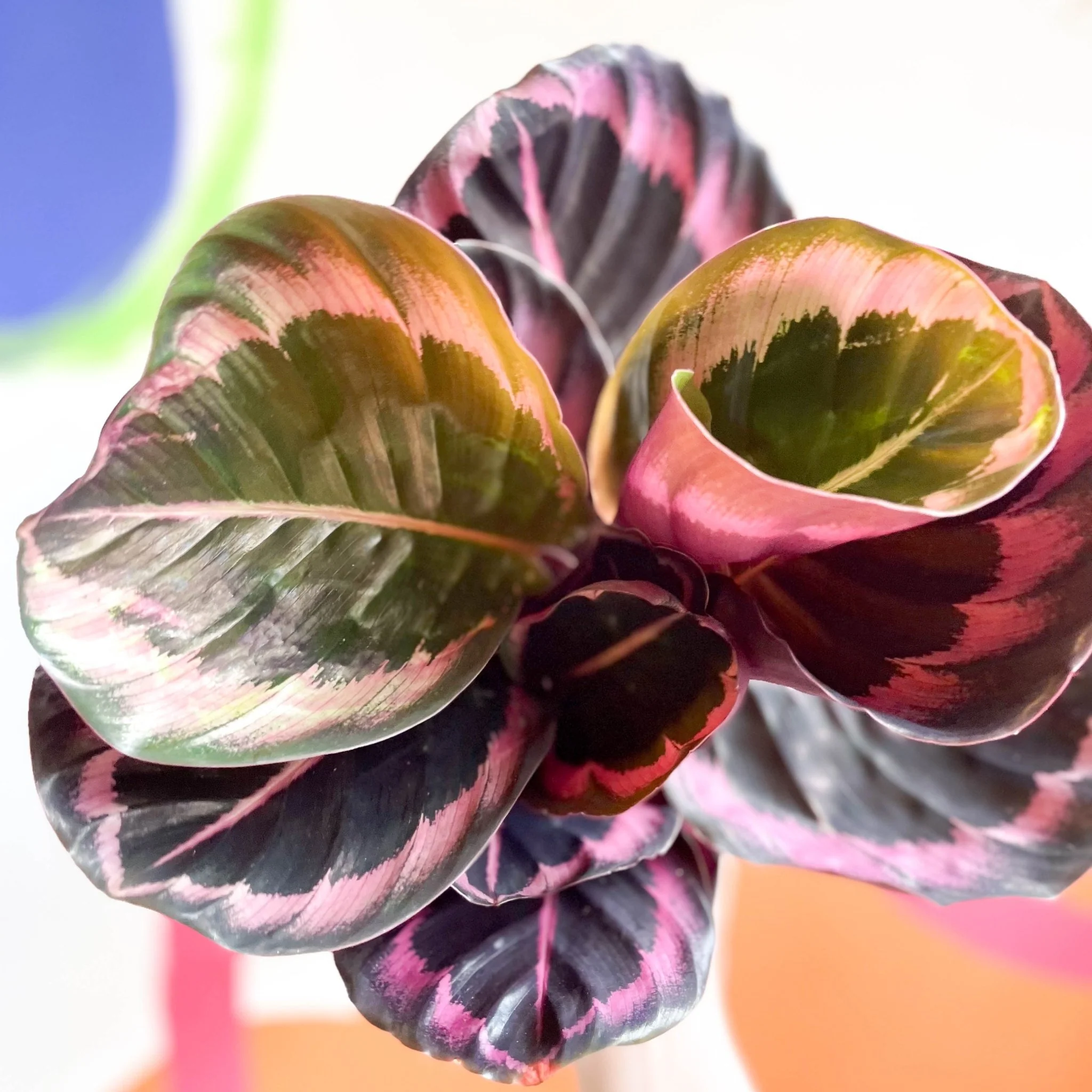 Calathea roseopicta 'Illustris' - Image 7