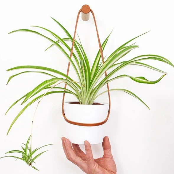 Medium Peg Wall Planter - Ex-display