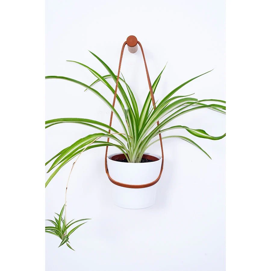 Medium Peg Wall Planter - Ex-display - Image 3