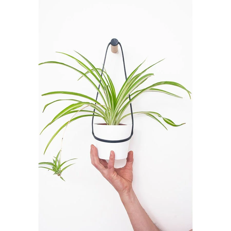 Medium Peg Wall Planter - Ex-display - Image 4