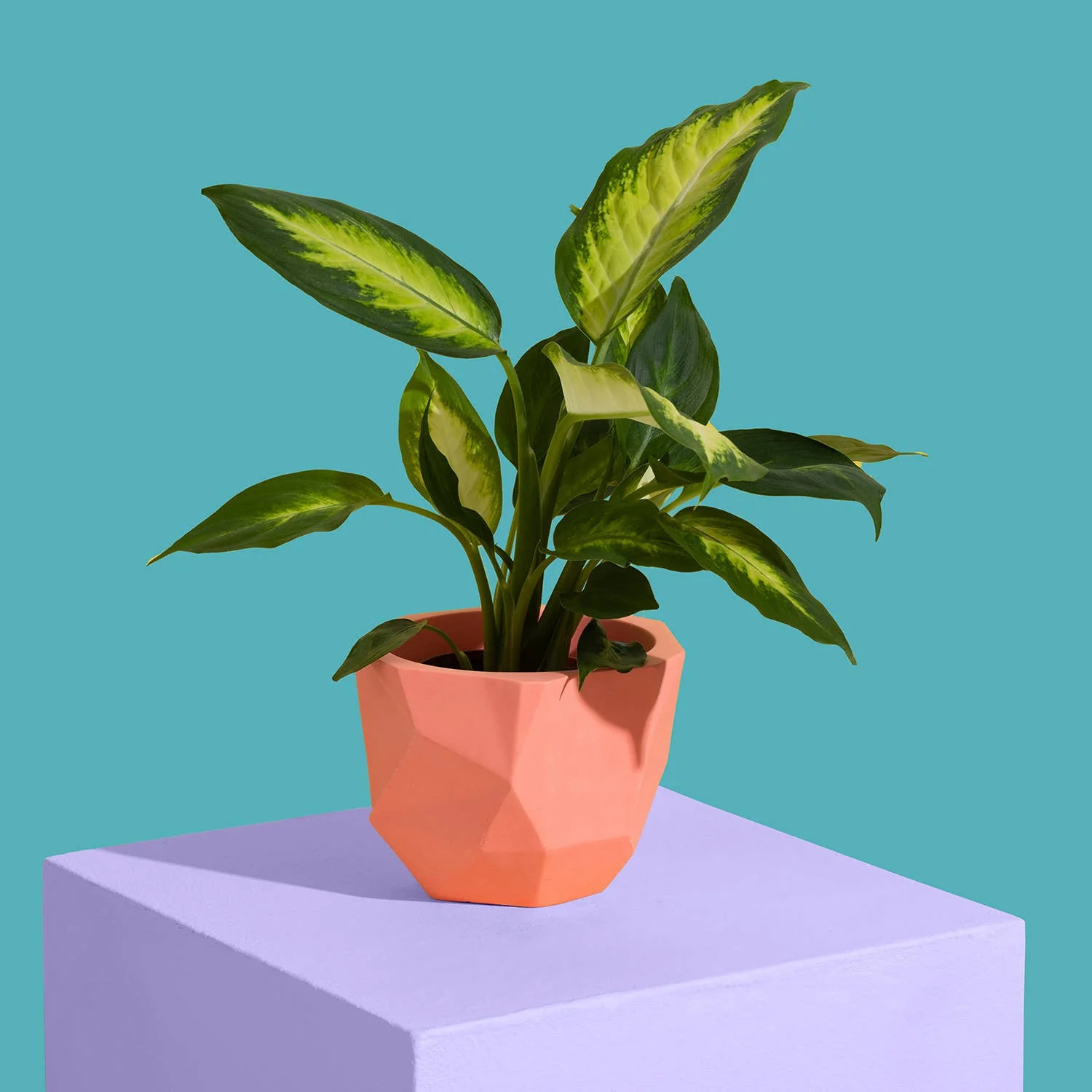 Orange Block Colour Plant Pot - Medium