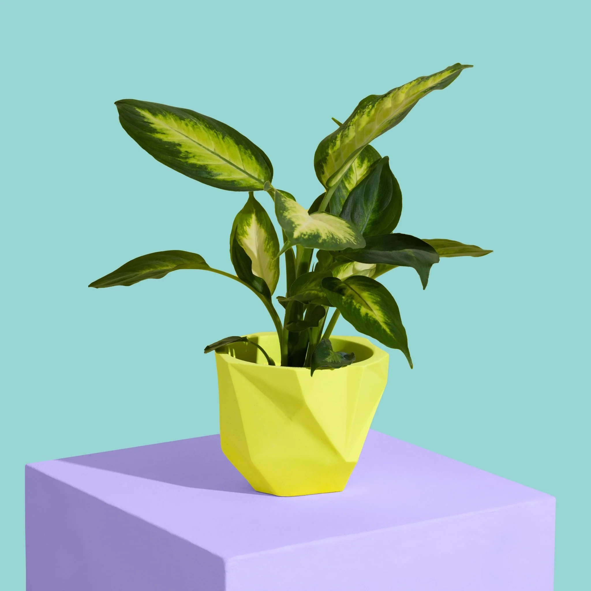 Yellow Block Colour Plant Pot - Medium