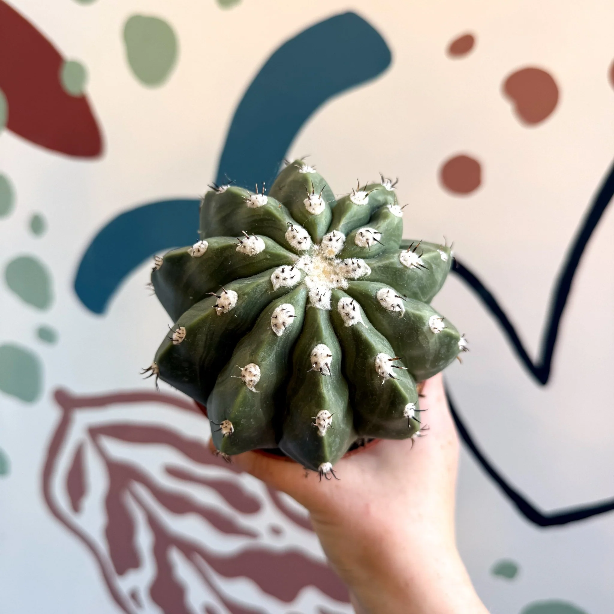 Melocactus maxonii ‘Inermis’ – Spineless Turk’s Cap Cactus