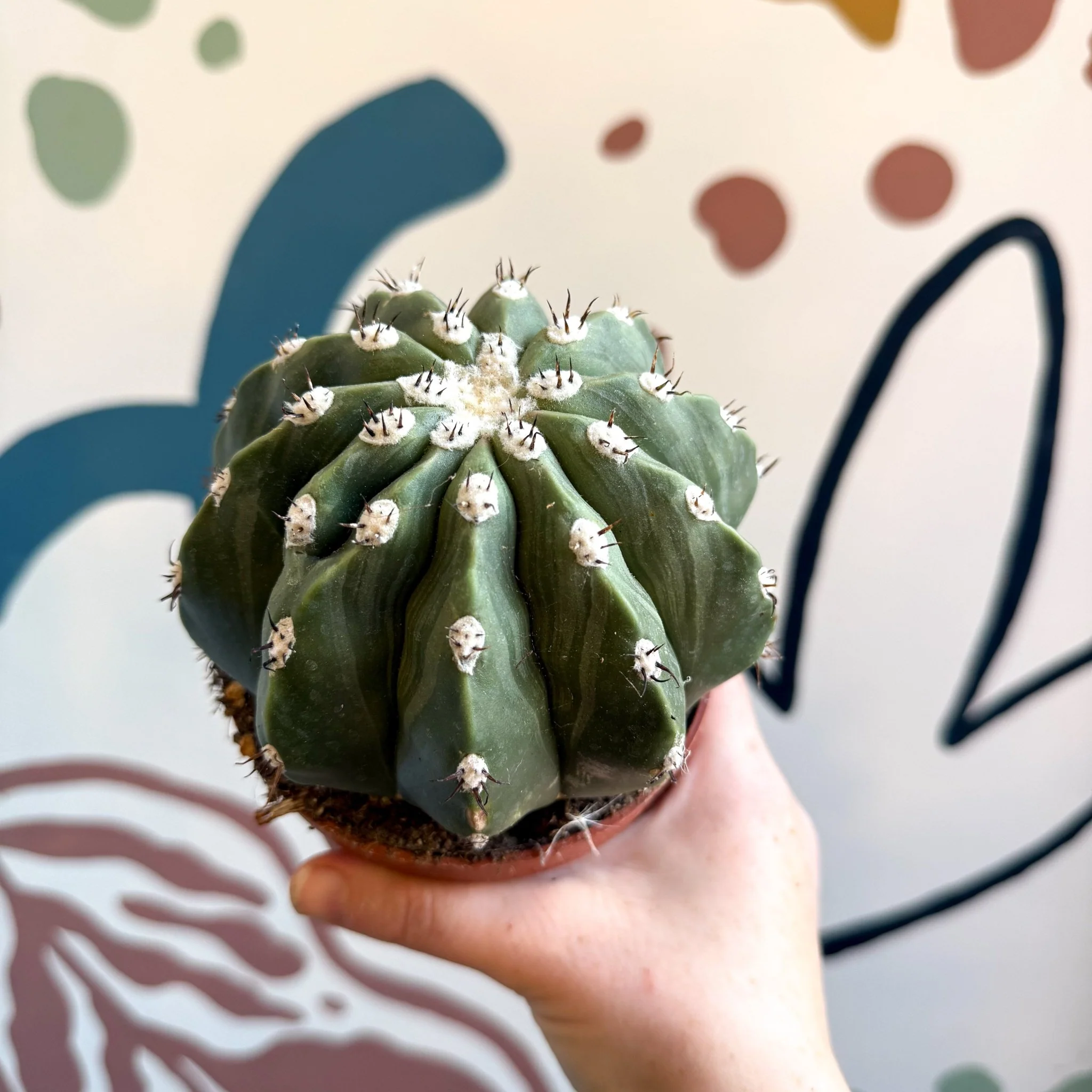 Melocactus maxonii ‘Inermis’ – Spineless Turk’s Cap Cactus - Image 10