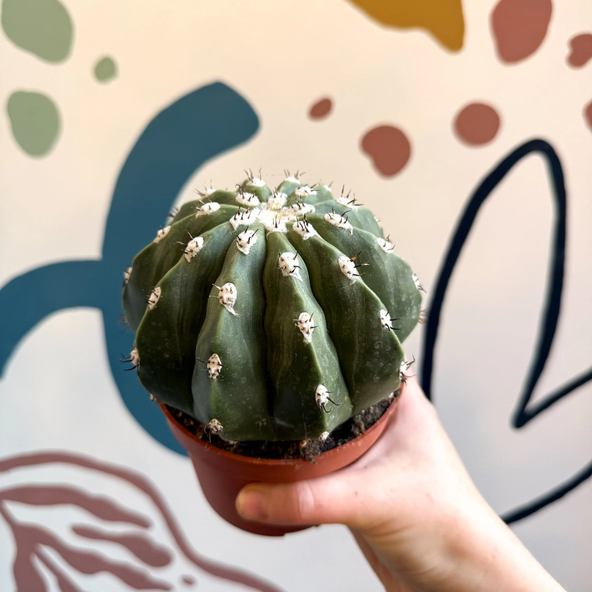 Melocactus maxonii ‘Inermis’ – Spineless Turk’s Cap Cactus - Image 11