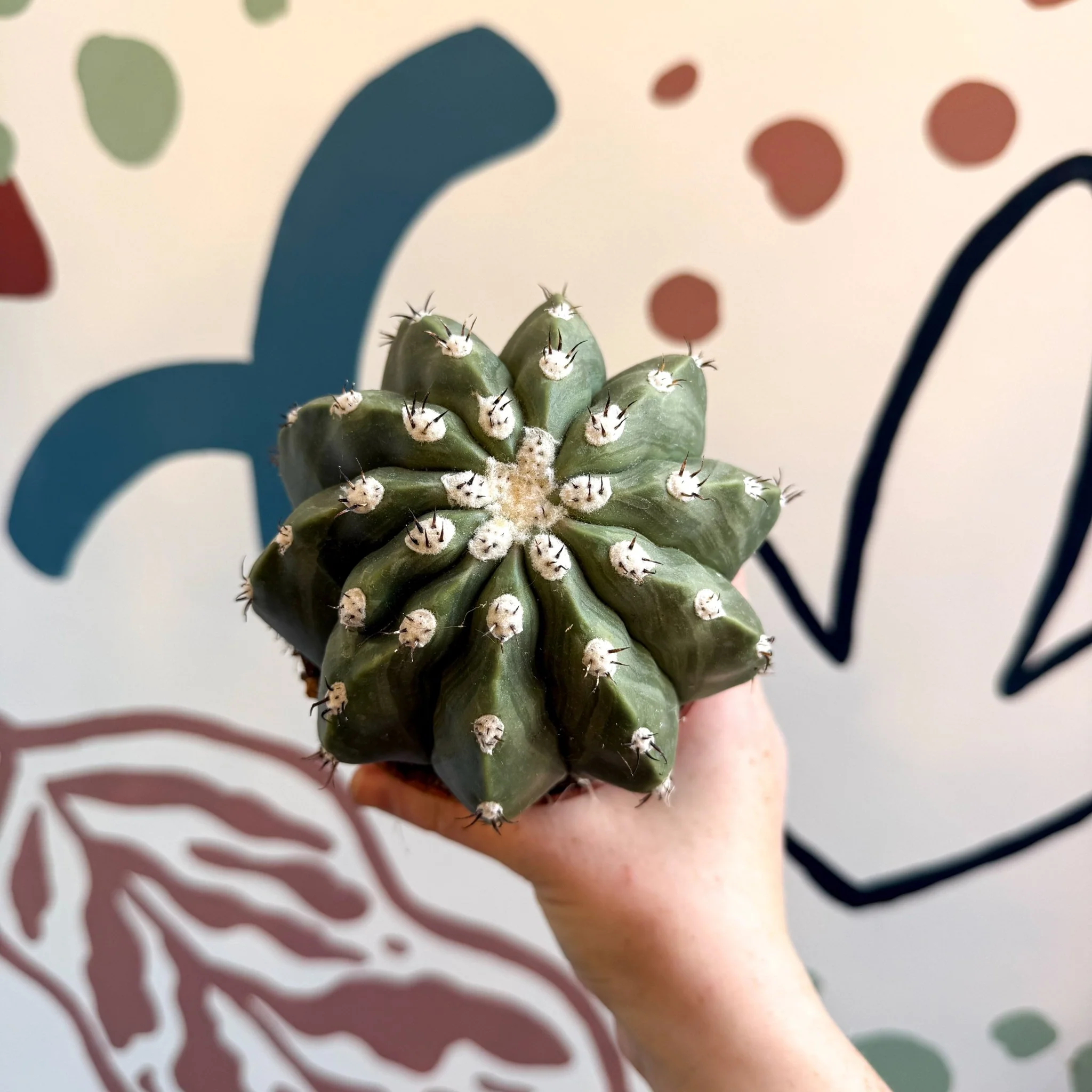Melocactus maxonii ‘Inermis’ – Spineless Turk’s Cap Cactus - Image 2