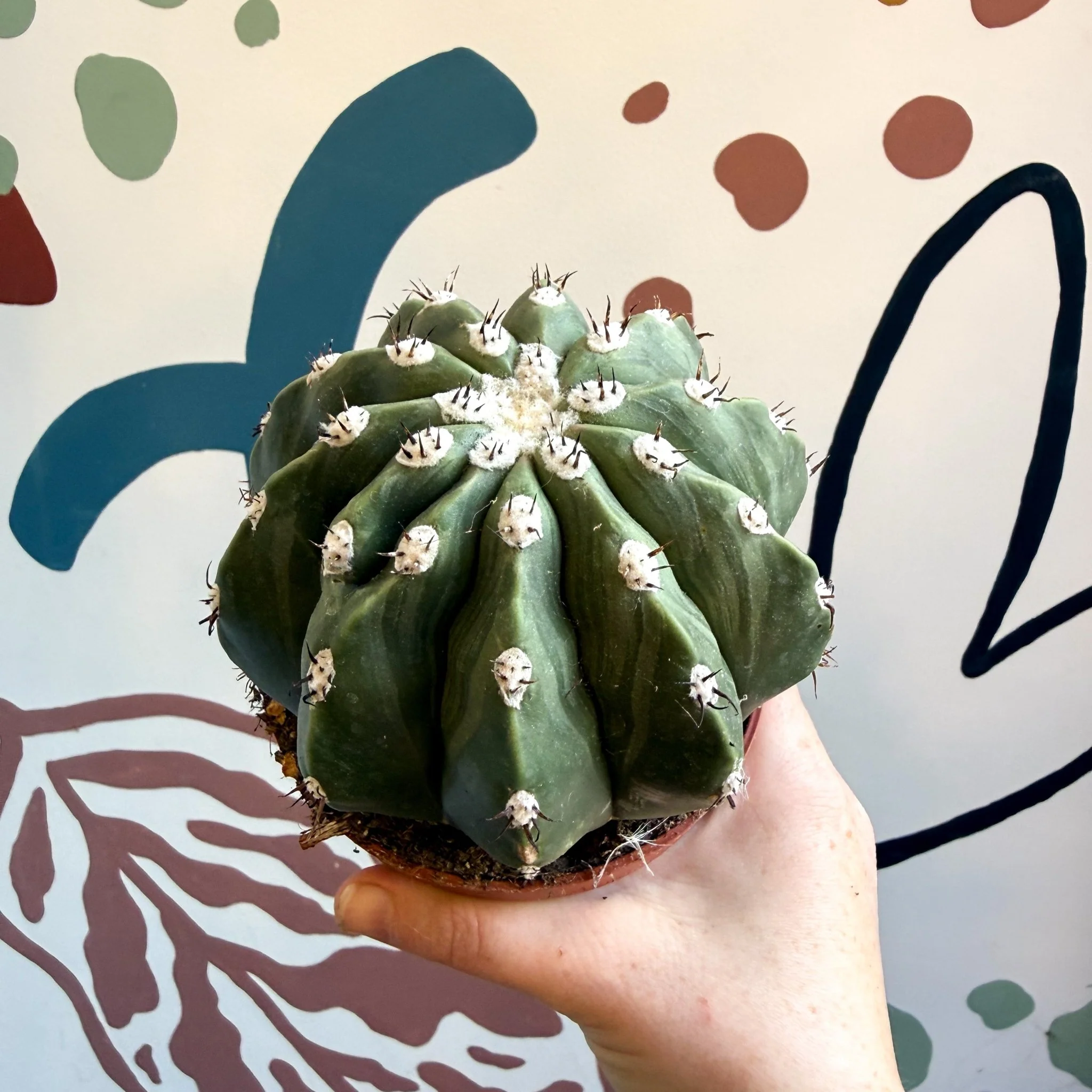 Melocactus maxonii ‘Inermis’ – Spineless Turk’s Cap Cactus - Image 4
