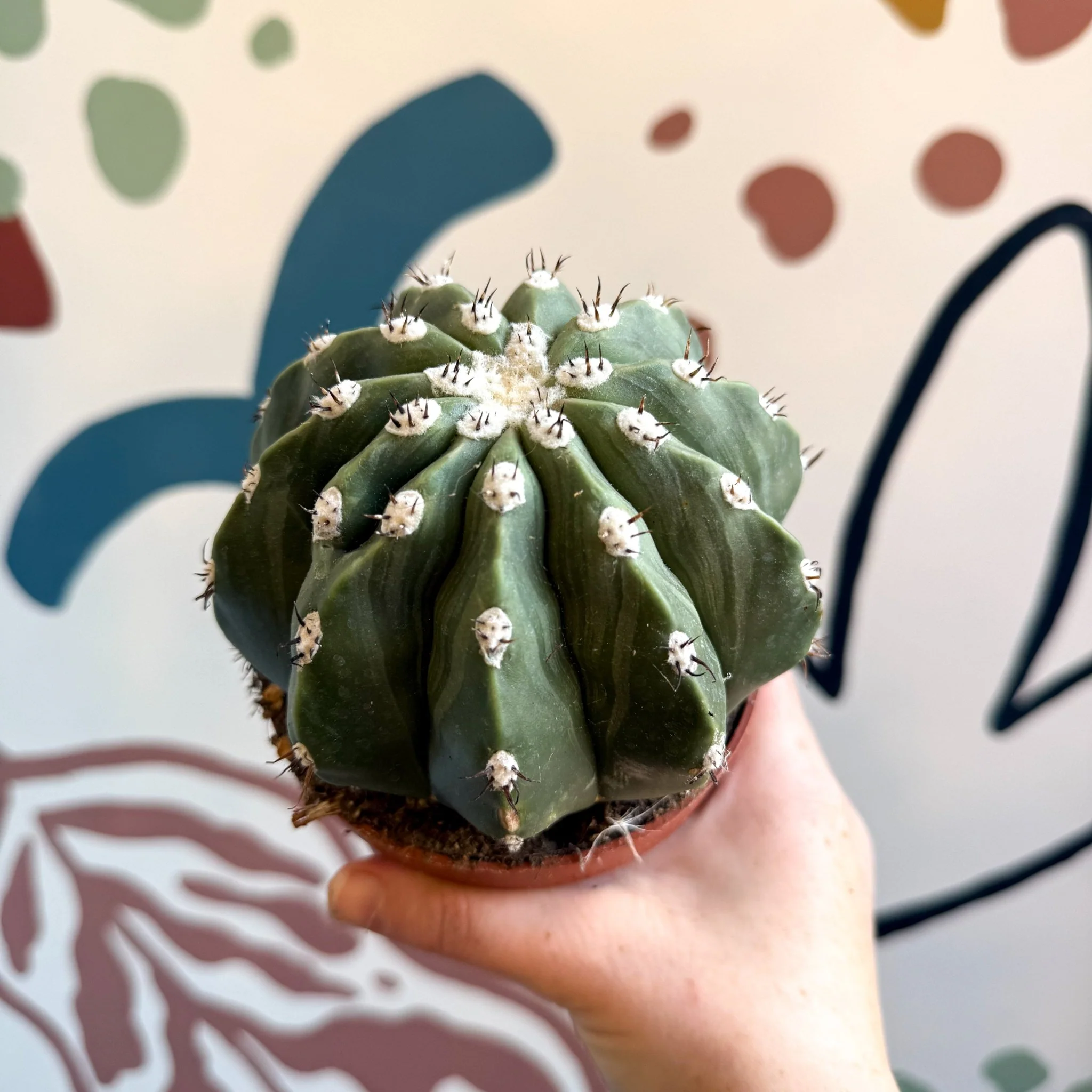 Melocactus maxonii ‘Inermis’ – Spineless Turk’s Cap Cactus - Image 5