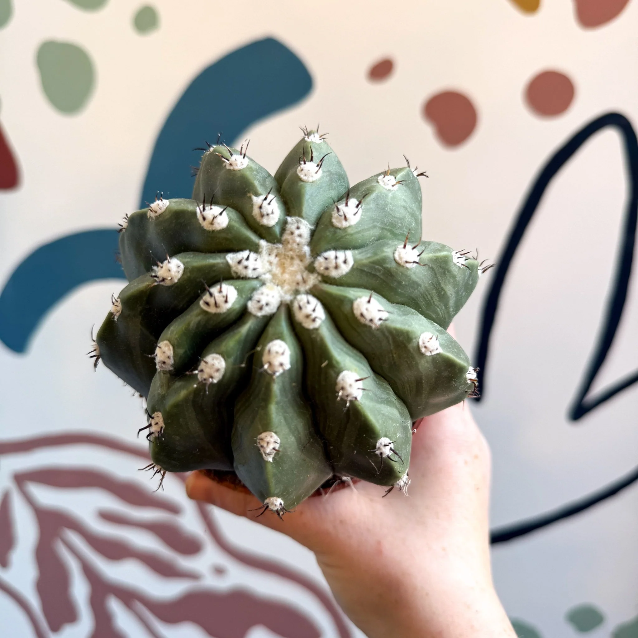 Melocactus maxonii ‘Inermis’ – Spineless Turk’s Cap Cactus - Image 6