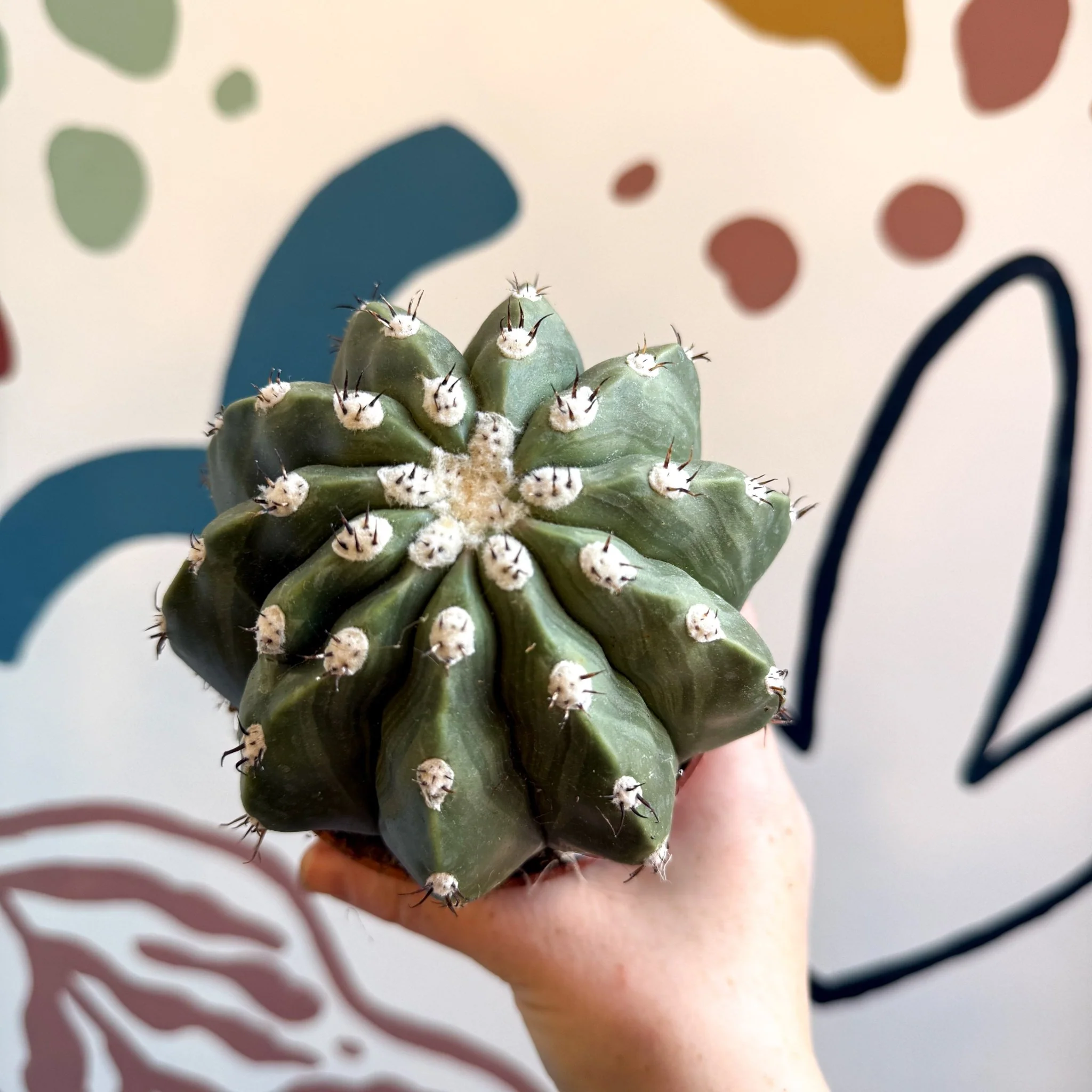 Melocactus maxonii ‘Inermis’ – Spineless Turk’s Cap Cactus - Image 7