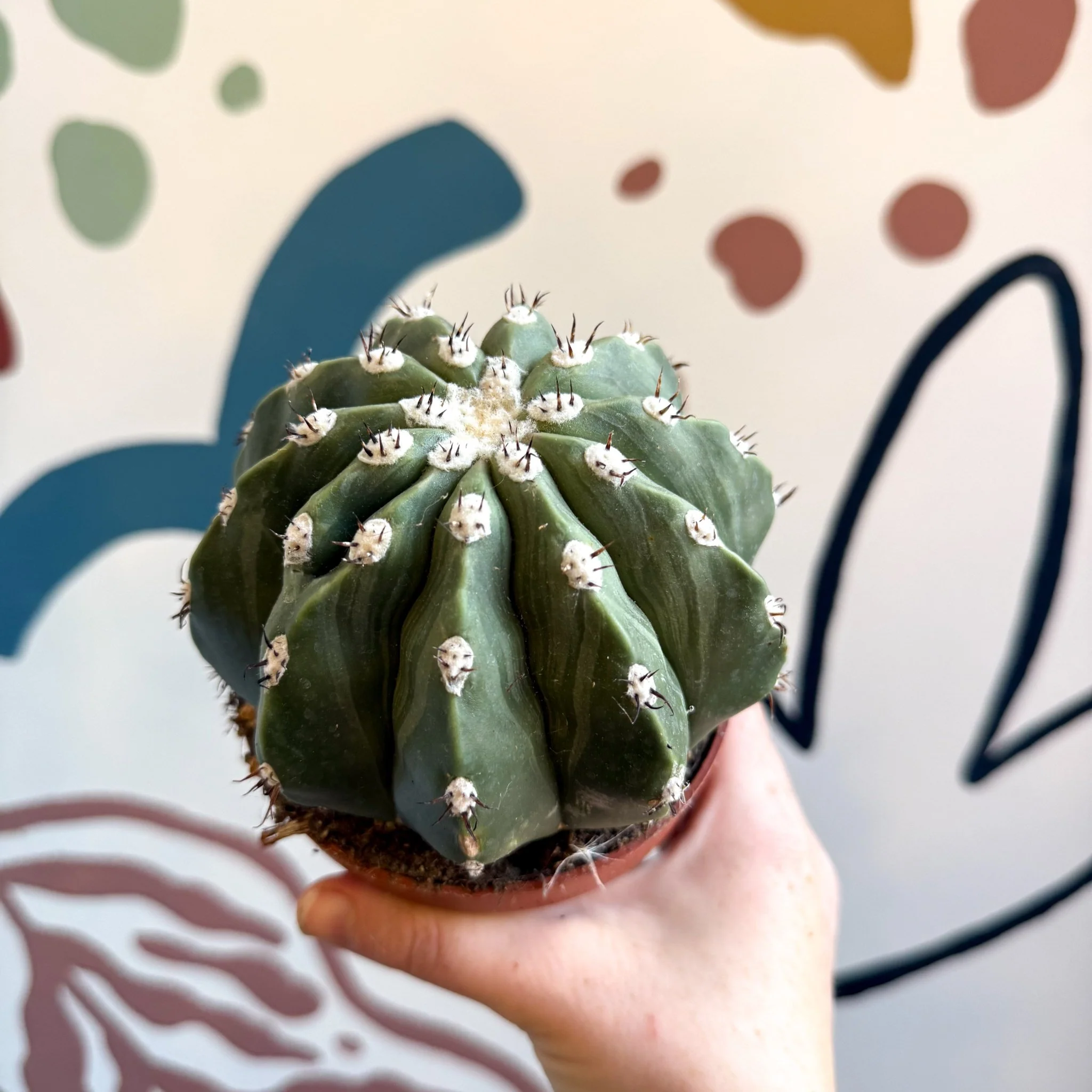 Melocactus maxonii ‘Inermis’ – Spineless Turk’s Cap Cactus - Image 8