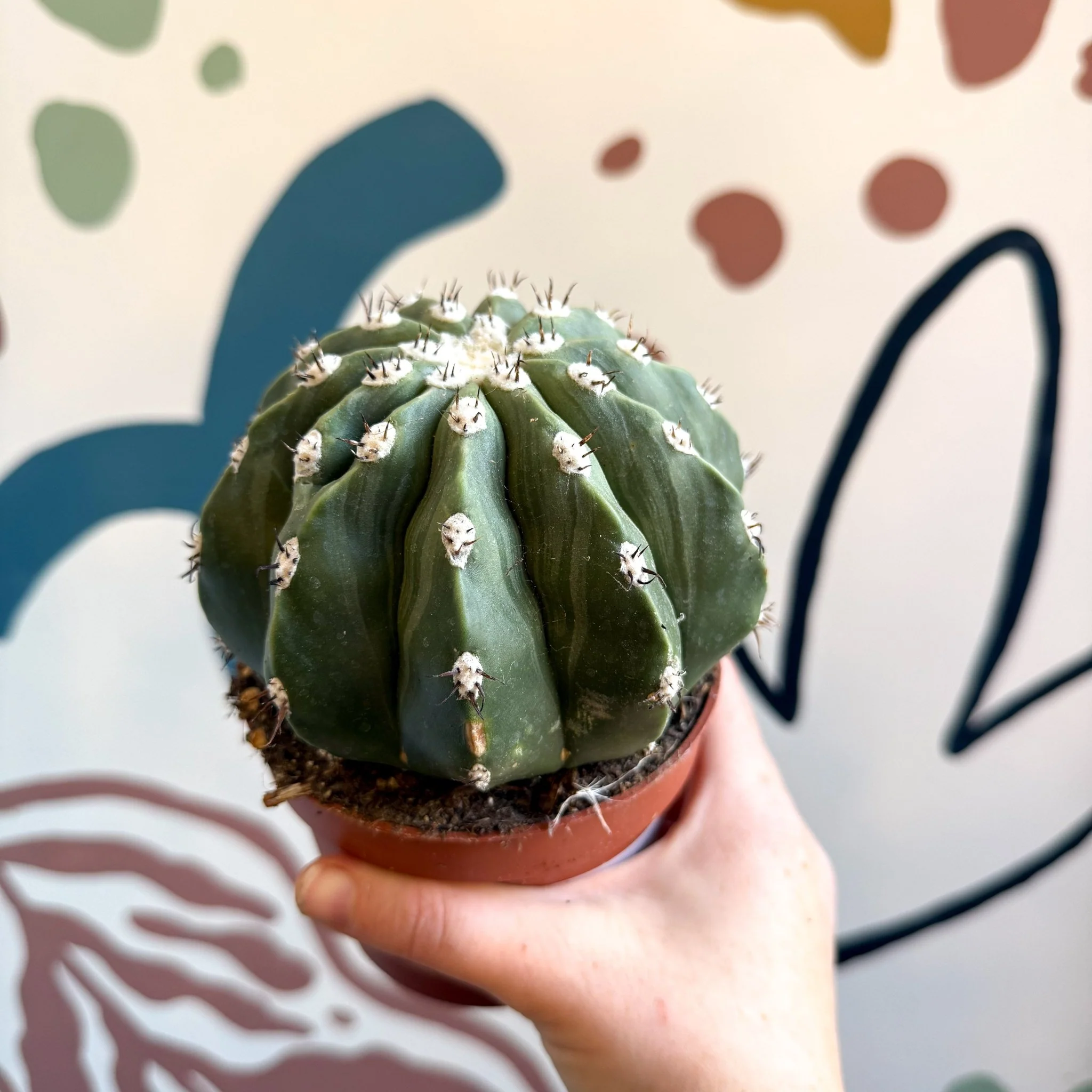 Melocactus maxonii ‘Inermis’ – Spineless Turk’s Cap Cactus - Image 9