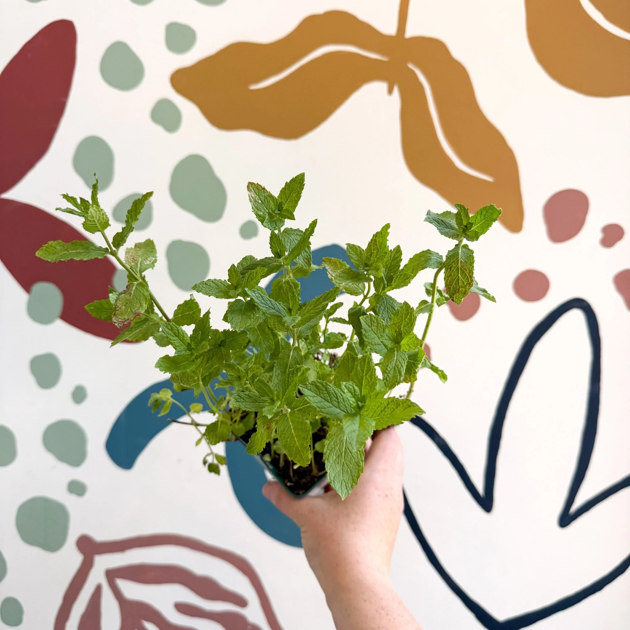 Mentha spicata var. crispa 'Moroccan' - Moroccan Mint [UK Grown Culinary Herbs] - Image 2