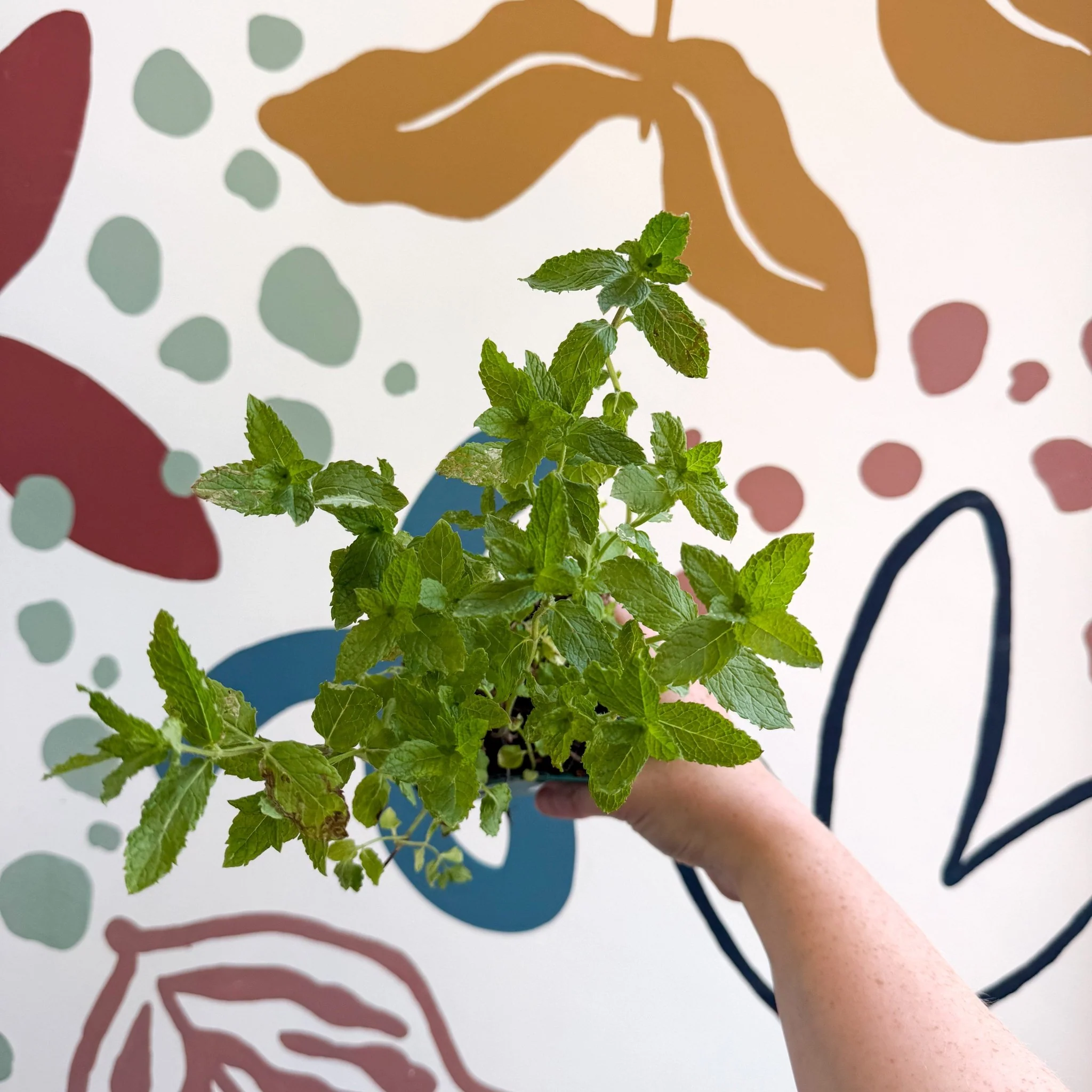 Mentha spicata var. crispa 'Moroccan' - Moroccan Mint [UK Grown Culinary Herbs] - Image 4