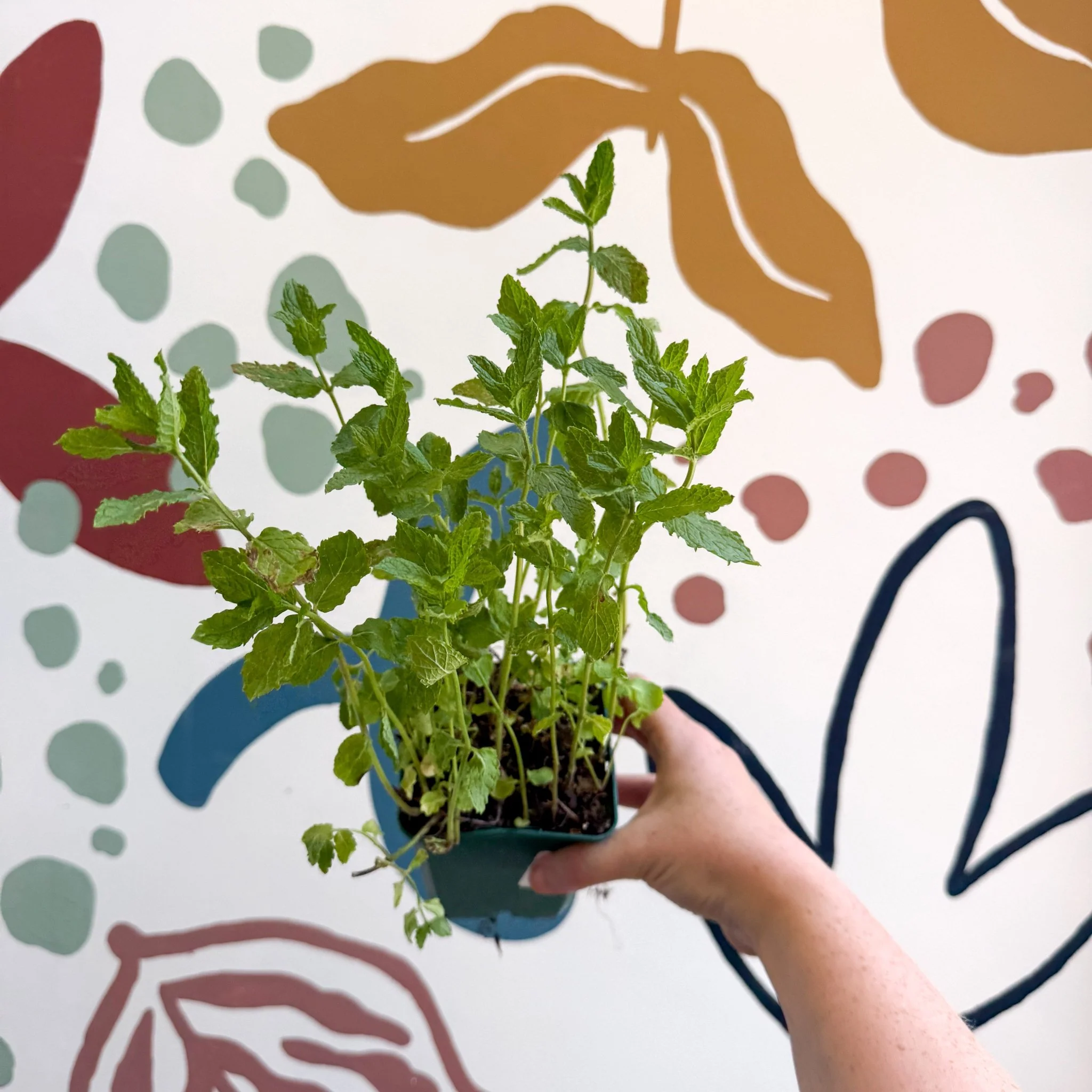 Mentha spicata var. crispa 'Moroccan' - Moroccan Mint [UK Grown Culinary Herbs] - Image 5