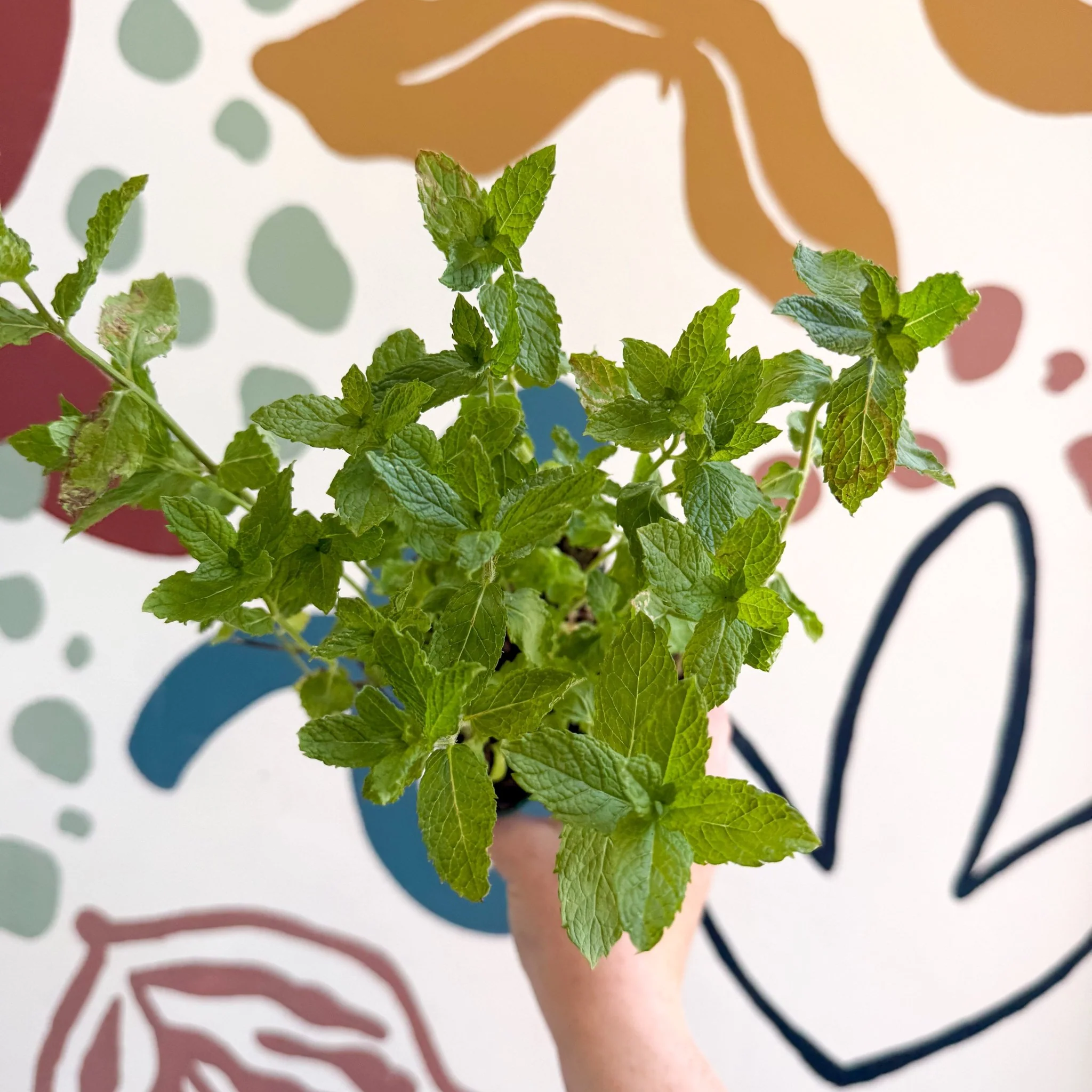 Mentha spicata var. crispa 'Moroccan' - Moroccan Mint [UK Grown Culinary Herbs] - Image 7