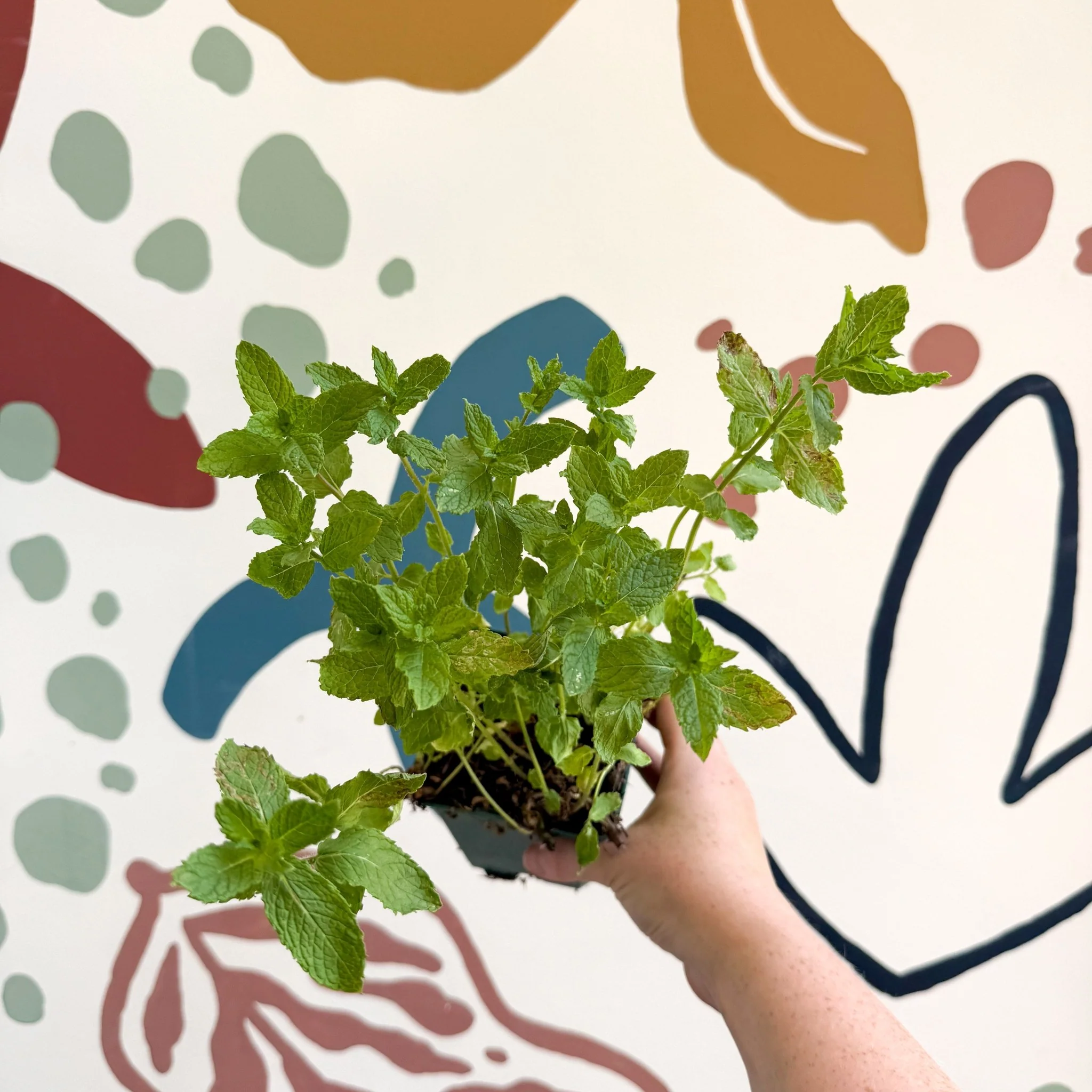 Mentha spicata var. crispa 'Moroccan' - Moroccan Mint [UK Grown Culinary Herbs] - Image 9