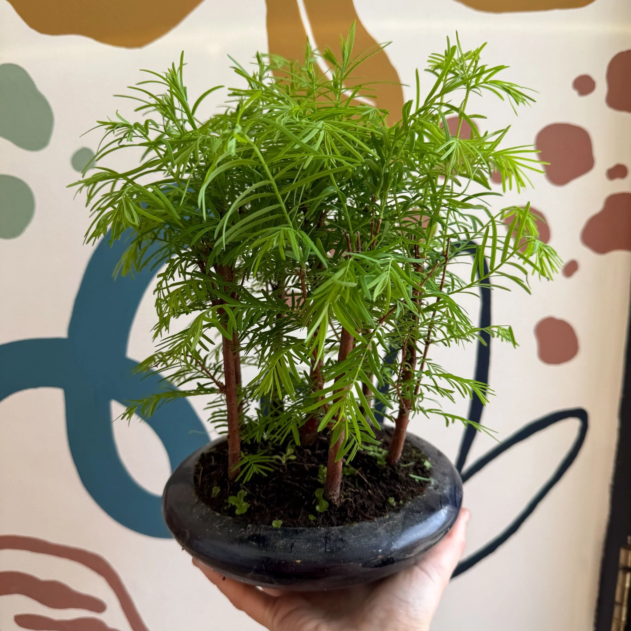 Metasequoia - Dawn Redwood Bonsai - Image 3