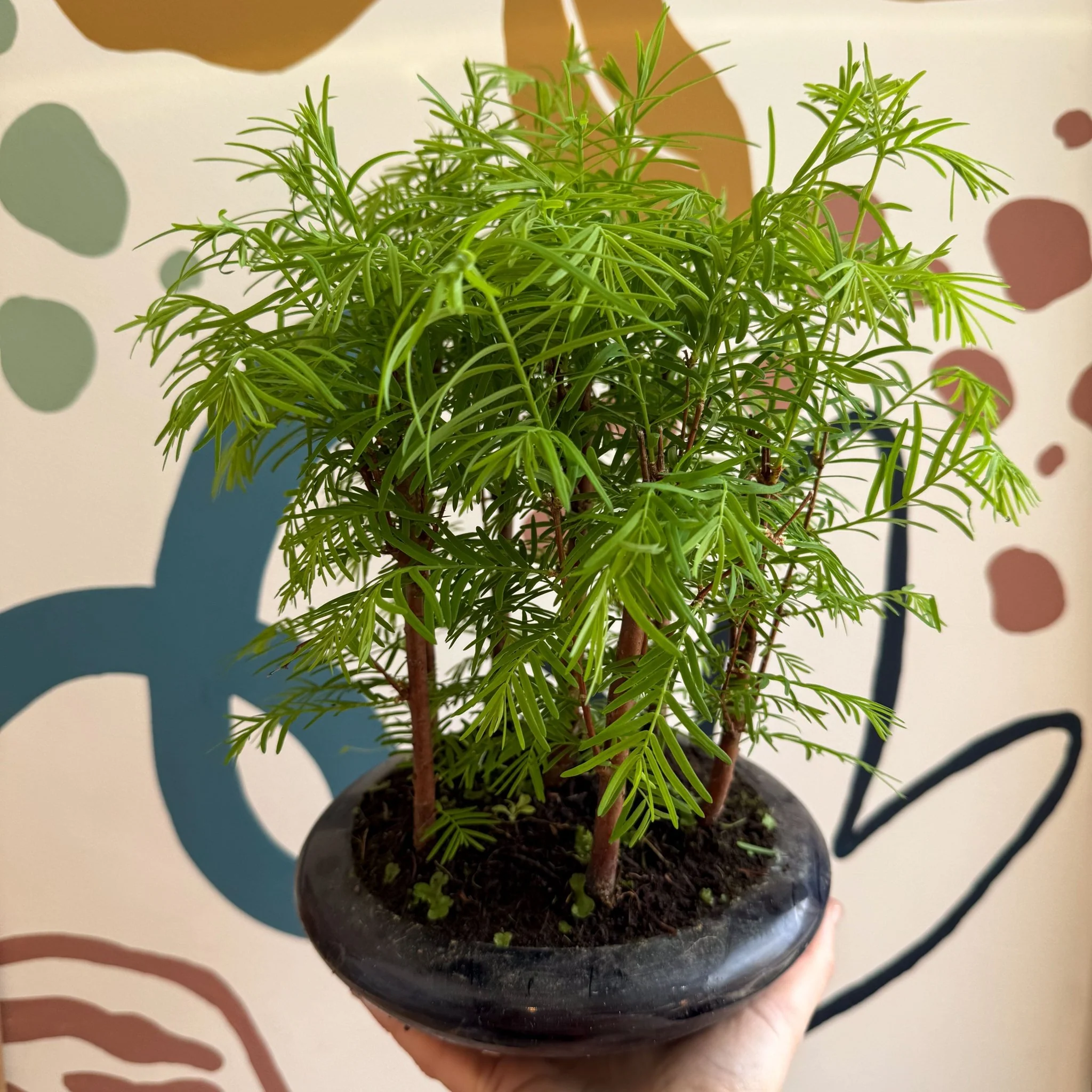 Metasequoia - Dawn Redwood Bonsai - Image 4